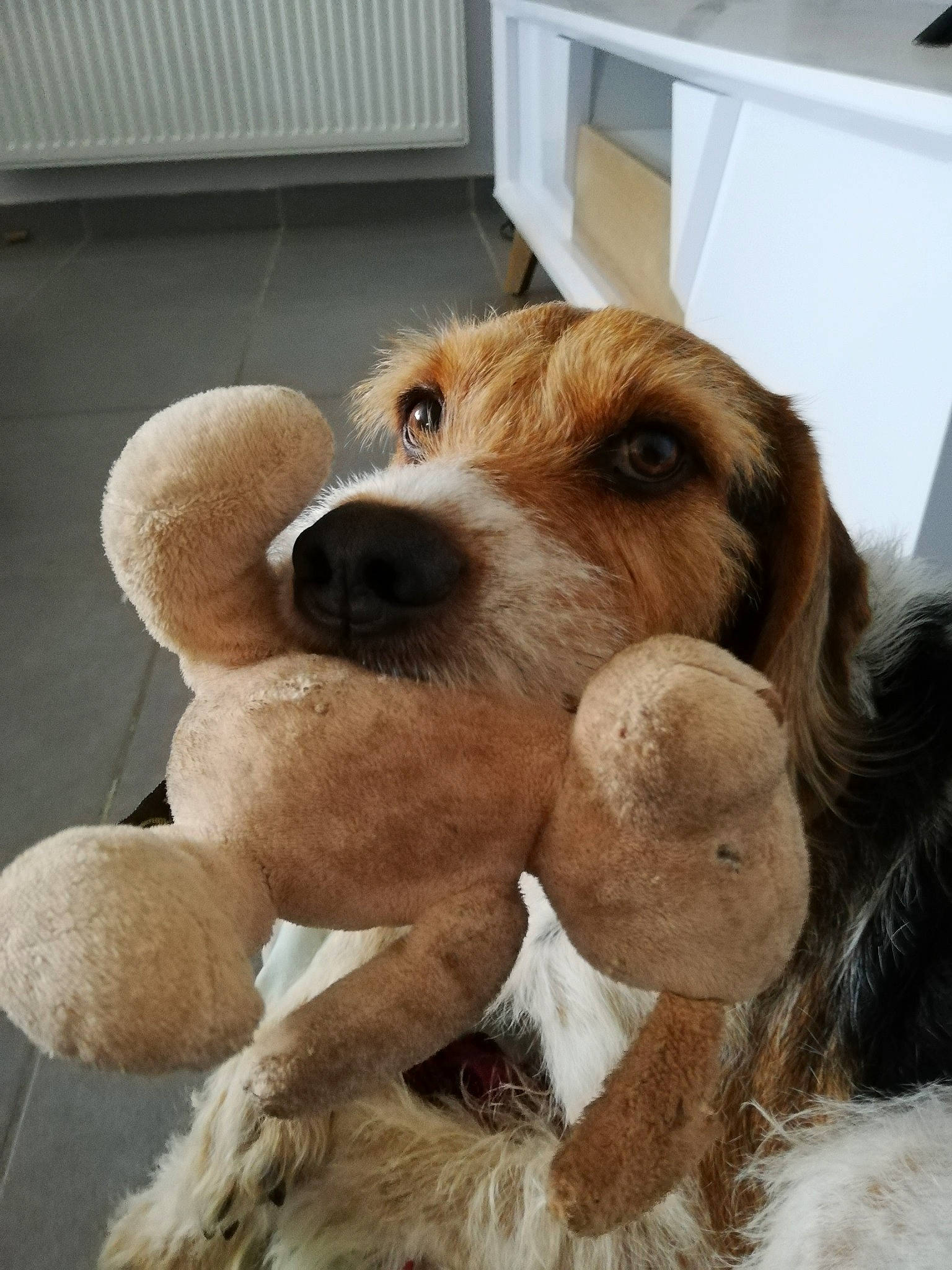 Floki a rejoint le concours — aidez-le/la à gagner de superbes lots ! canidae, carnivore, companion_dog, dog, dog_breed, fawn, fur, hound, liver, pet_supply, plush, snout, sporting_group, stuffed_toy, teddy_bear, terrestrial_animal, toy, vertebrate, working_animal, working_dog