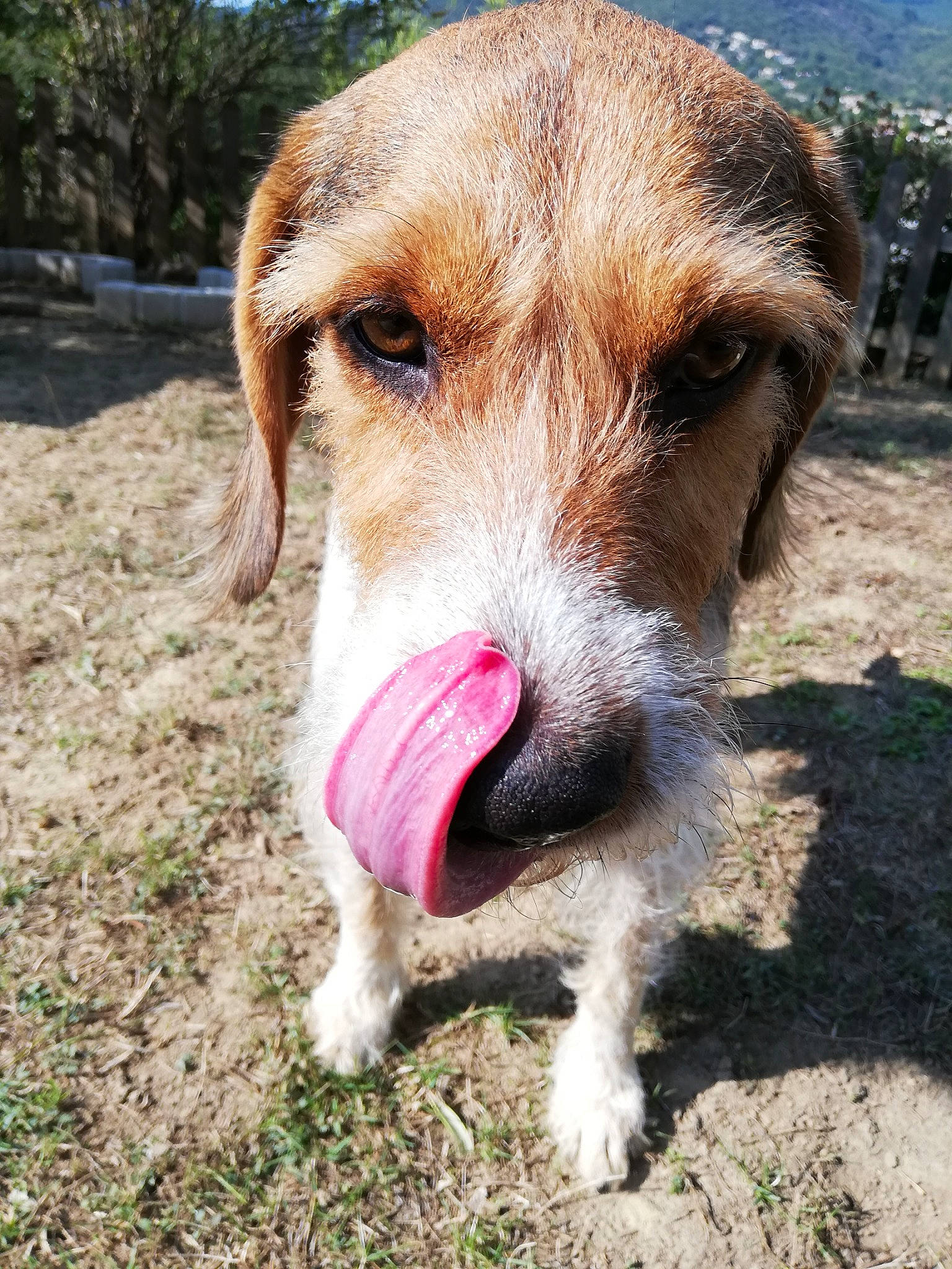 Floki participe au concours pour gagner de l'argent avec cette photo : canidae, carnivore, companion_dog, dog, dog_breed, dog_supply, fawn, fur, grass_family, hunting_dog, snout, soil, sporting_group, tongue, working_animal