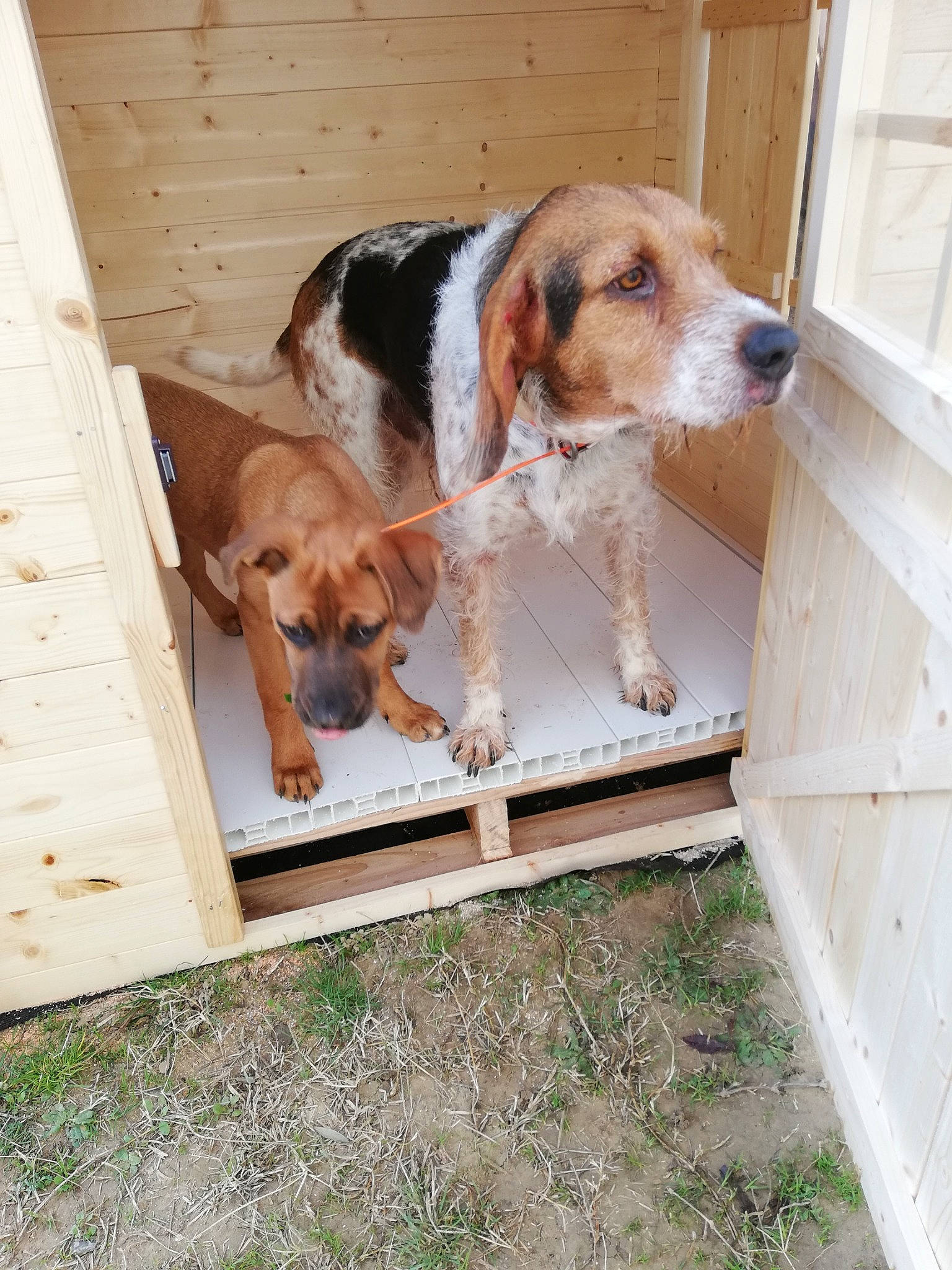 Floki participe au concours pour gagner de l'argent avec cette photo : canidae, carnivore, companion_dog, dog, dog_breed, fawn, hound, hunting_dog, liver, mammal, pet_supply, plywood, scent_hound, snout, sporting_group, tan, vertebrate, wood, working_animal, working_dog