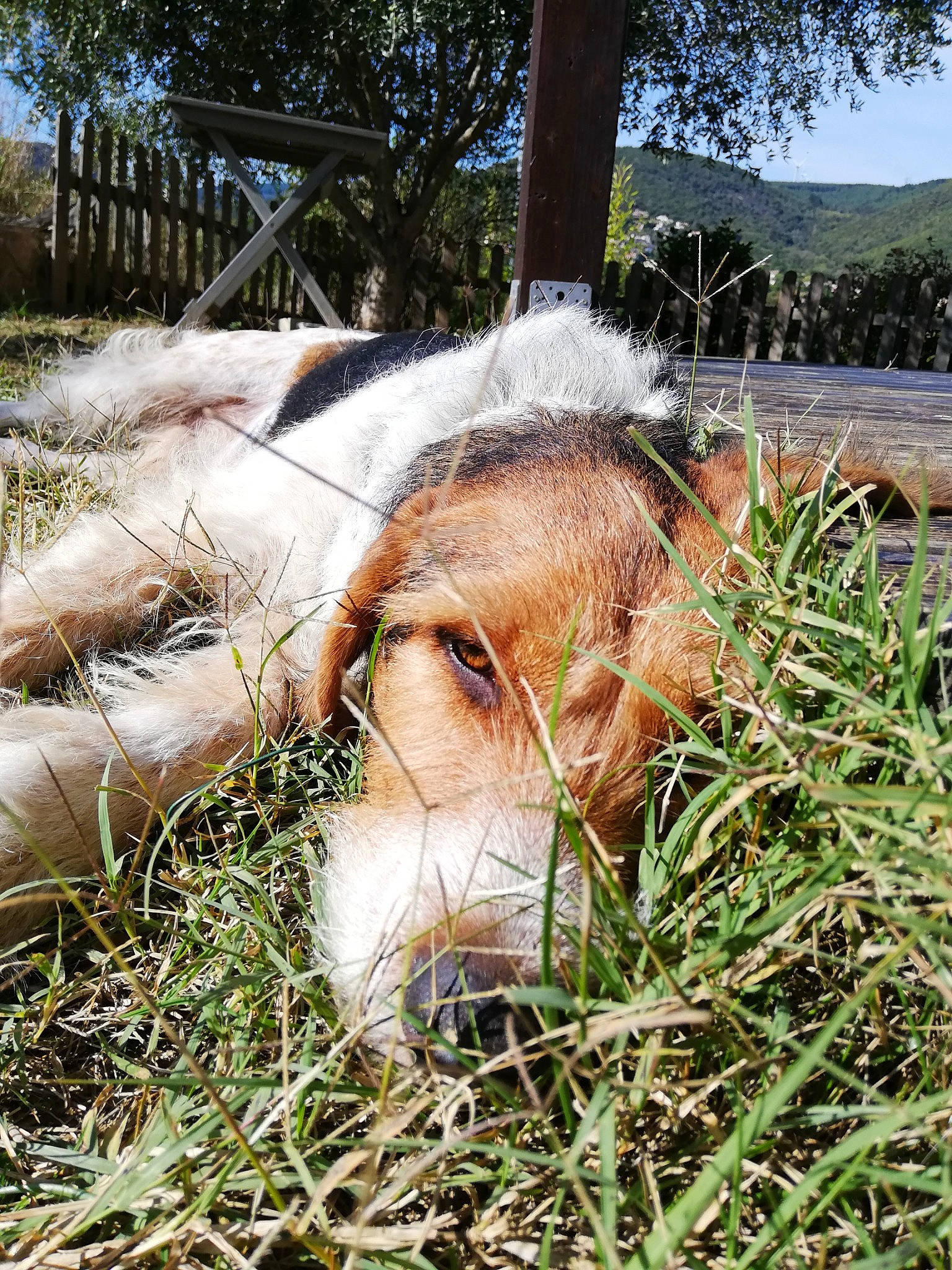 Floki participe au concours pour gagner de l'argent avec cette photo : canidae, carnivore, companion_dog, dog, dog_breed, fur, grass_family, hunting_dog, liver, snout, sporting_group, whiskers, working_animal, working_dog