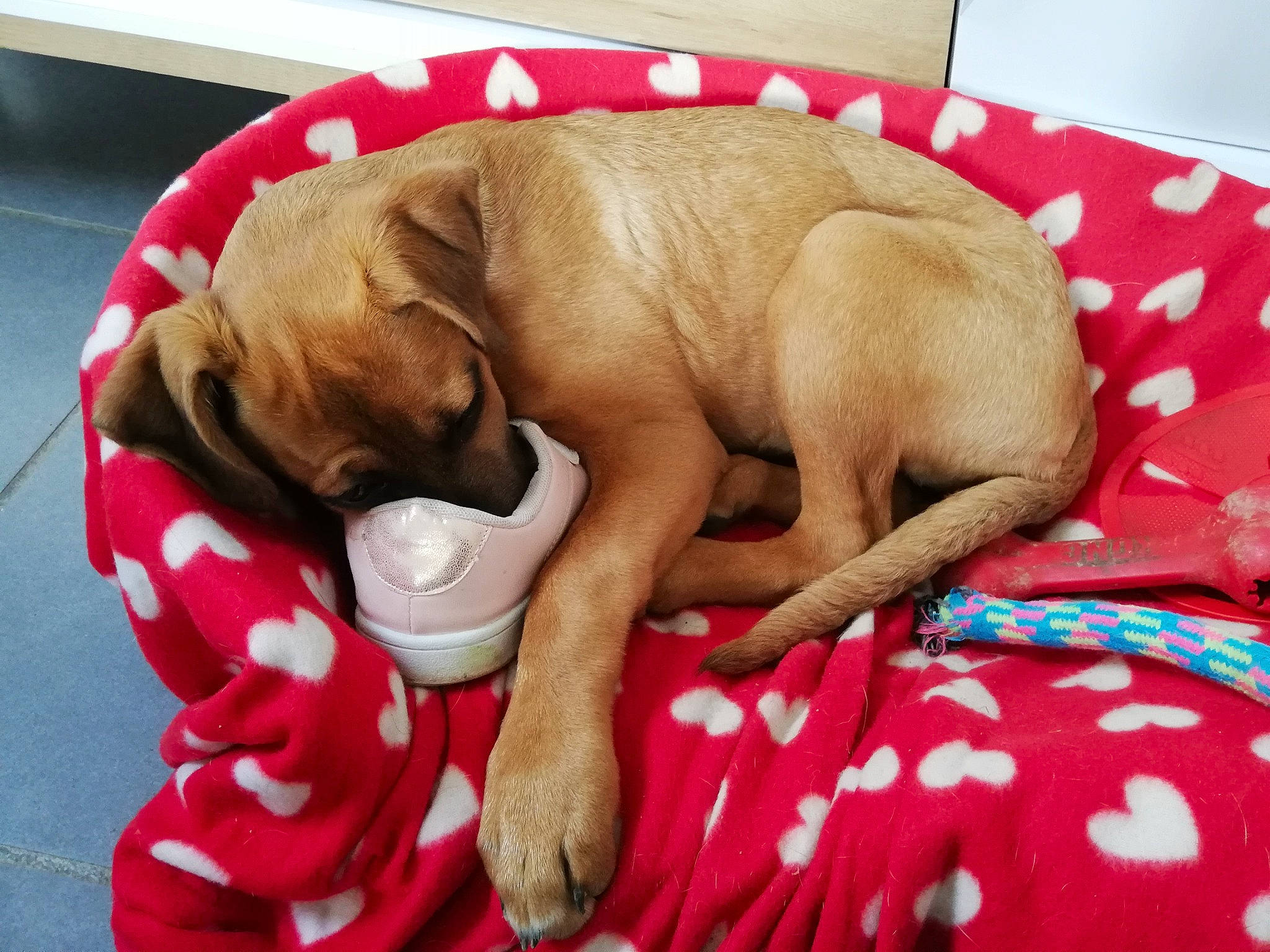 Yüna participe au concours pour gagner de l'argent avec cette photo : canidae, carnivore, comfort, companion_dog, dog, dog_bed, dog_breed, dog_supply, dog_toy, fawn, linens, liver, non_sporting_group, paw, pet_supply, puppy, snout, sporting_group, working_animal, working_dog