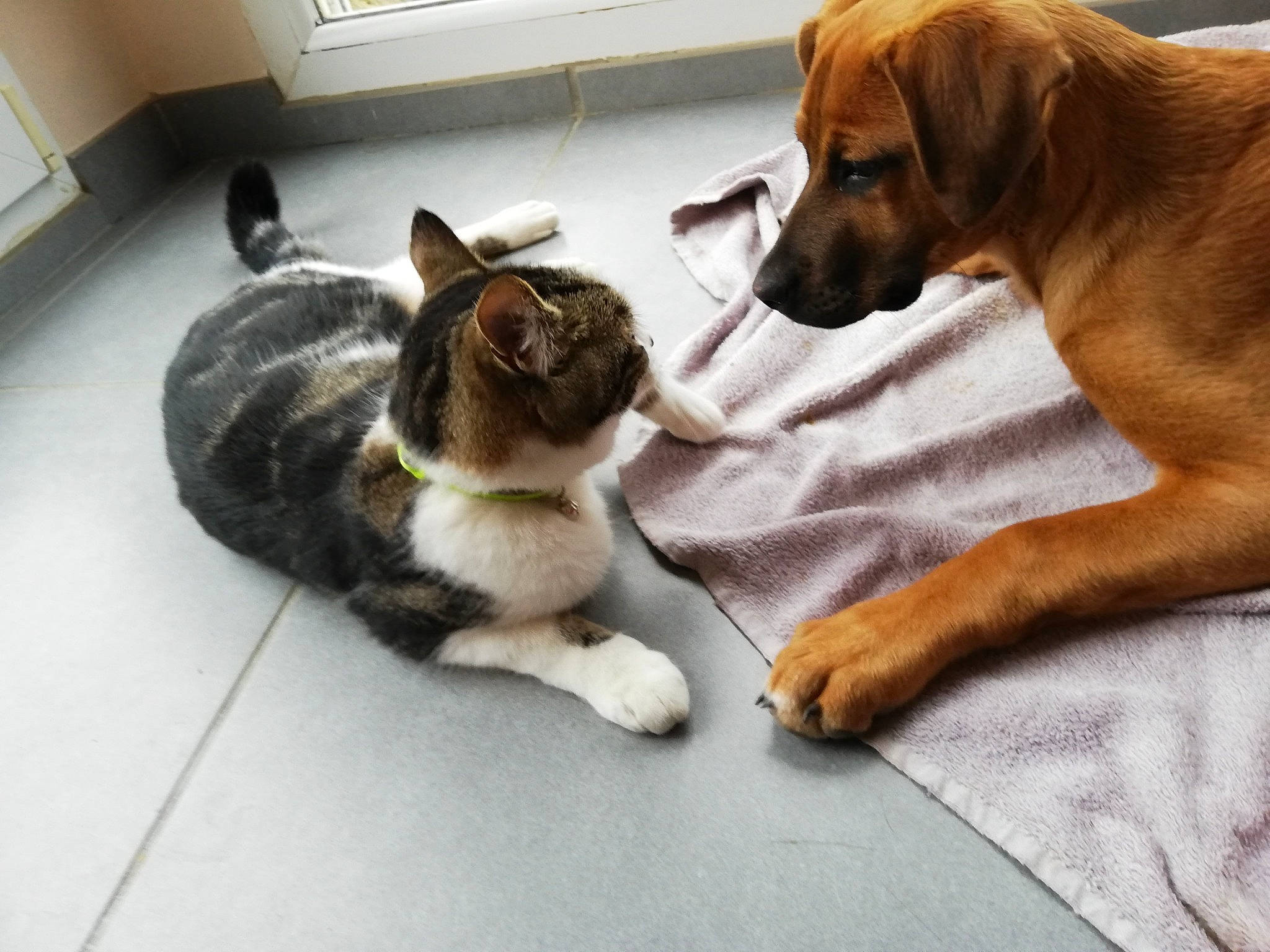 Yüna participe au concours pour gagner de l'argent avec cette photo : canidae, carnivore, cat, comfort, companion_dog, dog, dog_breed, domestic_short_haired_cat, fawn, felidae, floor, flooring, fur, liver, mammal, pet_supply, small_to_medium_sized_cats, snout, vertebrate, whiskers