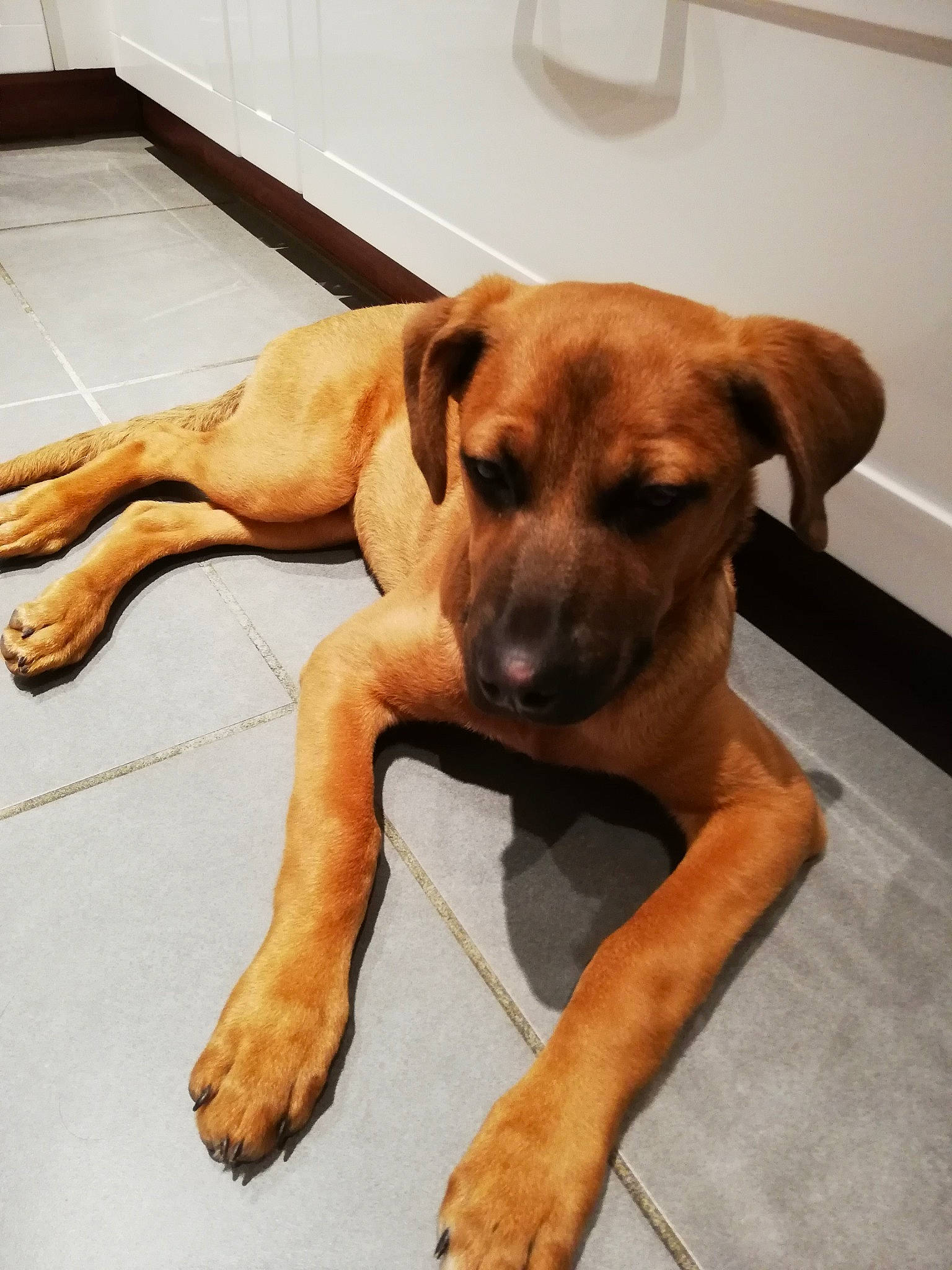 Yüna participe au concours pour gagner de l'argent avec cette photo : canidae, carnivore, claw, companion_dog, dog, dog_breed, fawn, floor, flooring, liver, paw, pet_supply, snout, sporting_group, tail, tan, tile, working_animal, working_dog