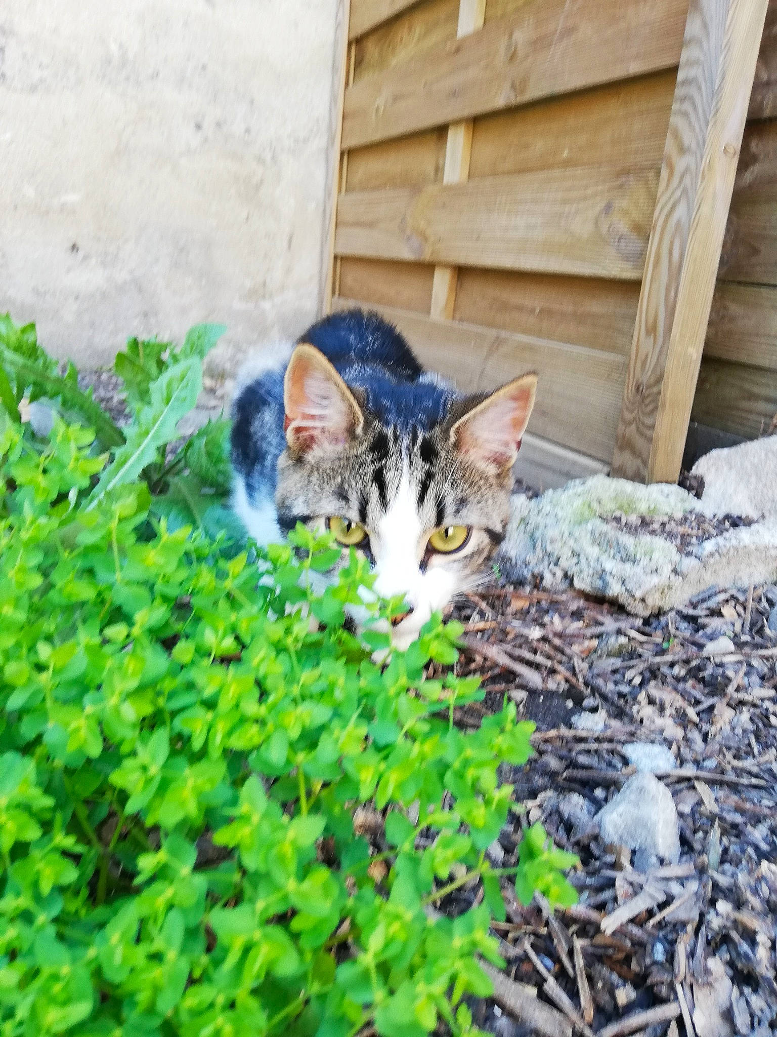 Pop'S a rejoint le concours — aidez-le/la à gagner de superbes lots ! annual_plant, carnivore, cat, domestic_short_haired_cat, felidae, fur, groundcover, herb, herbaceous_plant, leaf, mammal, small_to_medium_sized_cats, snout, subshrub, vertebrate, whiskers