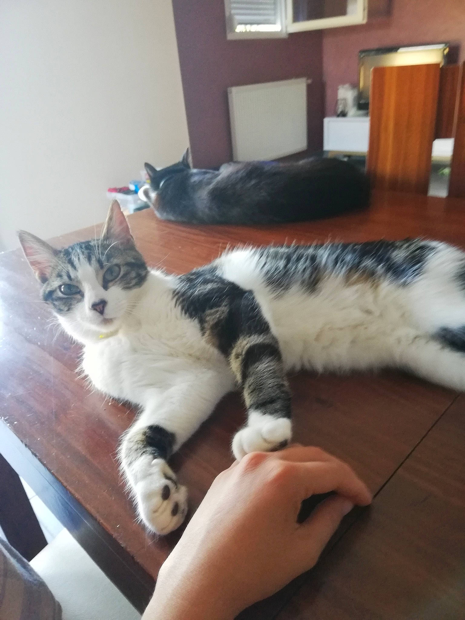 Pop'S a rejoint le concours — aidez-le/la à gagner de superbes lots ! carnivore, cat, claw, domestic_short_haired_cat, felidae, fur, hardwood, home, laminate_flooring, mammal, nail, paw, small_to_medium_sized_cats, snout, tail, terrestrial_animal, toe, vertebrate, whiskers, wood_stain