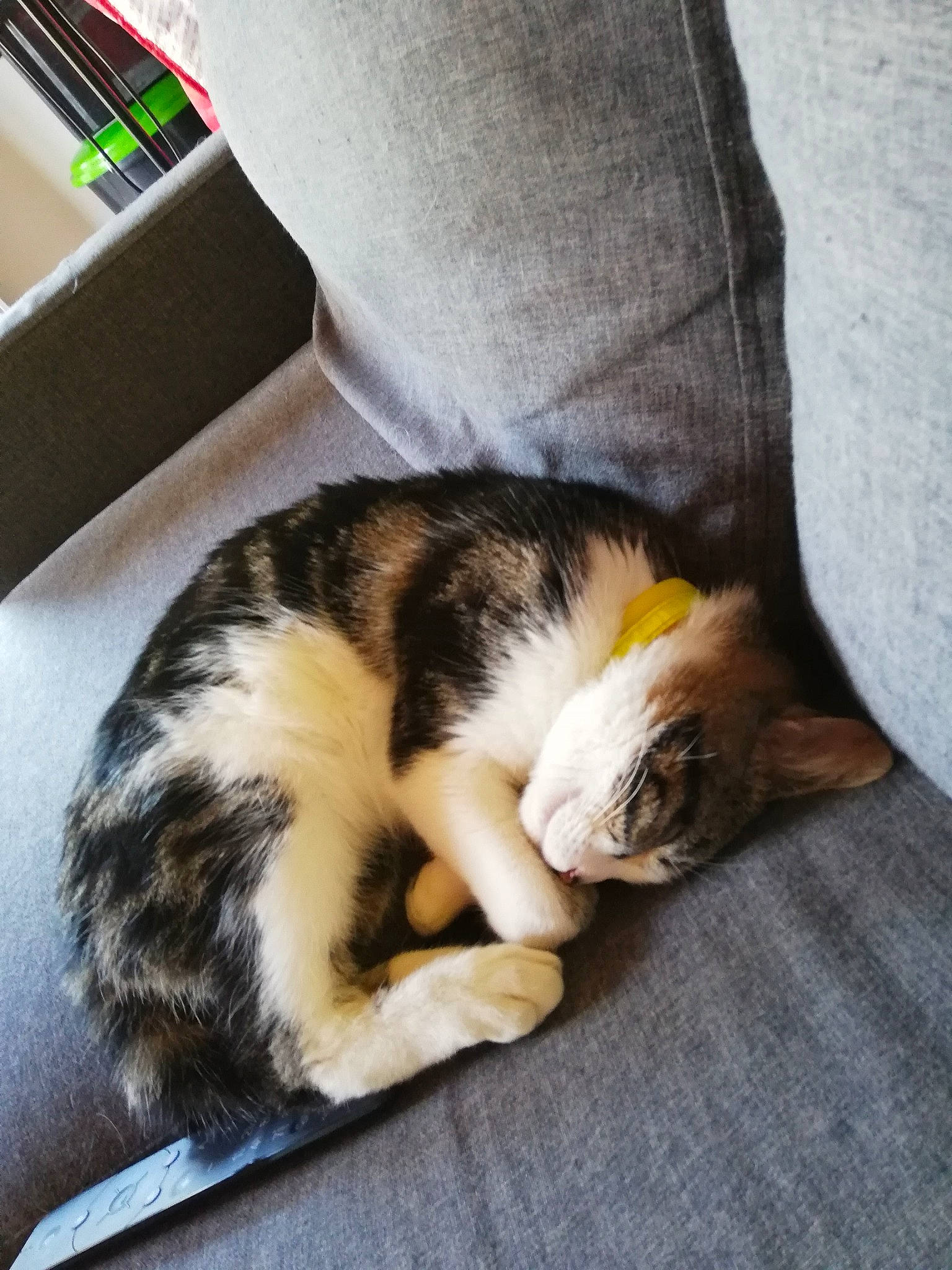 Pop'S participe au concours pour gagner de l'argent avec cette photo : carnivore, cat, comfort, domestic_short_haired_cat, felidae, fur, mammal, nap, paw, sleep, small_to_medium_sized_cats, snout, tail, vertebrate, whiskers