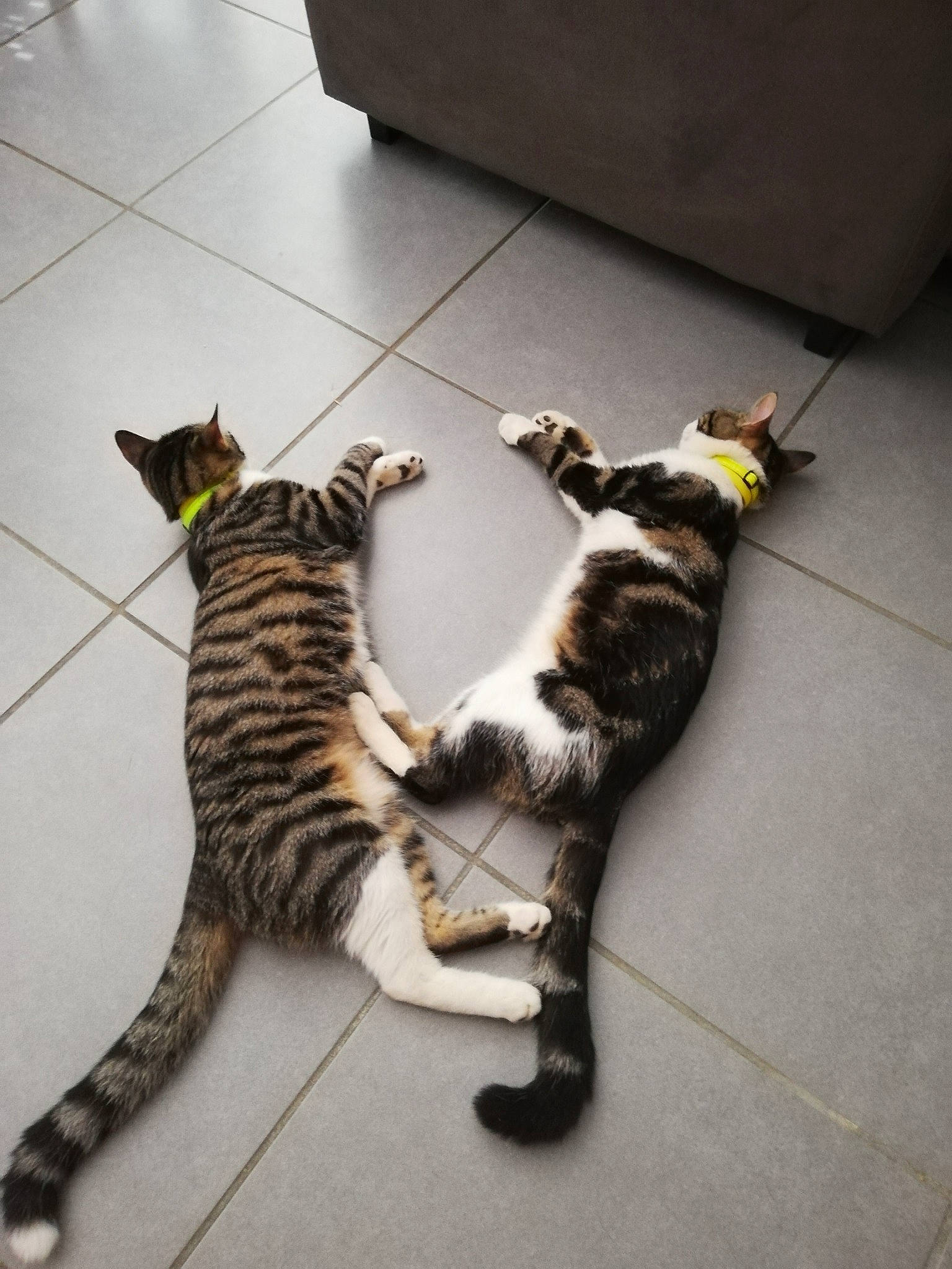 Pop'S participe au concours pour gagner de l'argent avec cette photo : carnivore, cat, claw, domestic_short_haired_cat, felidae, floor, flooring, fur, grey, organism, paw, small_to_medium_sized_cats, tail, terrestrial_animal, tile, tile_flooring, toe, vertebrate, whiskers, yellow