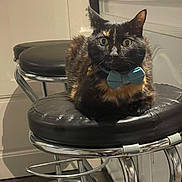 Castagnette a rejoint le concours — aidez-le/la à gagner de superbes lots ! cat, tortoiseshell_cat, bow_tie, bar_stool, indoor, pet, animal, feline, black_cushion, metal_frame, household, domestic, cute, sitting, fur, whiskers, ears, eyes, collar, resting