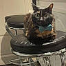cat, tortoiseshell_cat, bow_tie, bar_stool, indoor, pet, animal, feline, black_cushion, metal_frame, household, domestic, cute, sitting, fur, whiskers, ears, eyes, collar, resting