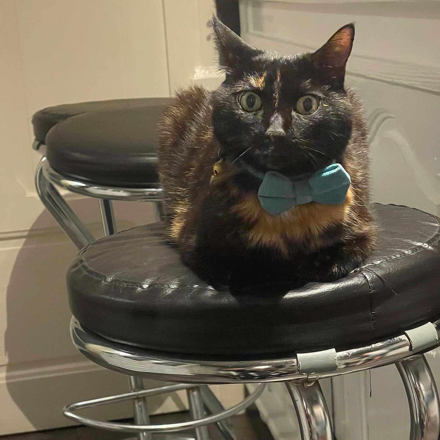 Castagnette a rejoint le concours — aidez-le/la à gagner de superbes lots ! cat, tortoiseshell_cat, bow_tie, bar_stool, indoor, pet, animal, feline, black_cushion, metal_frame, household, domestic, cute, sitting, fur, whiskers, ears, eyes, collar, resting