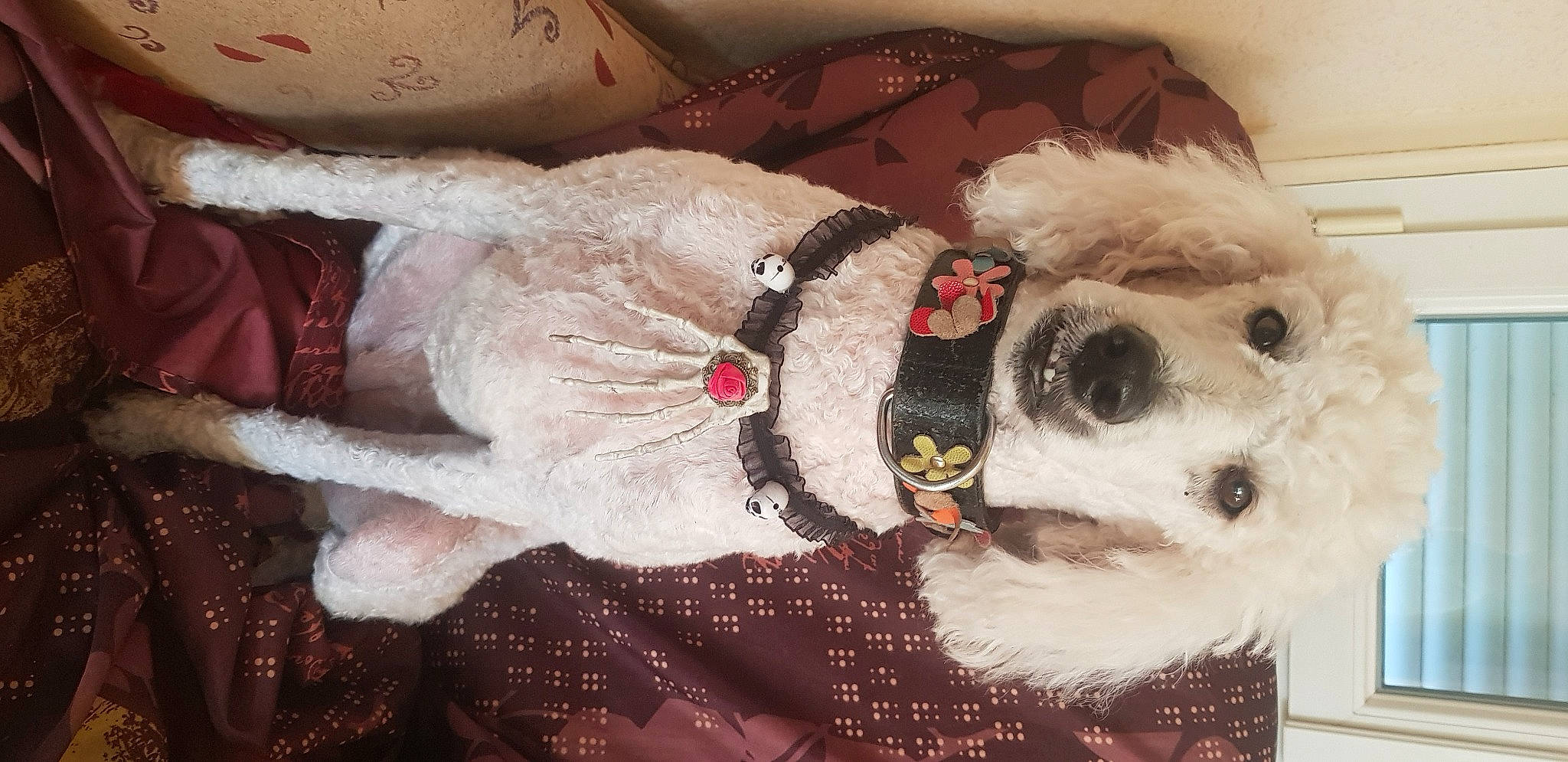 Poupée participe au concours pour gagner de l'argent avec cette photo : canidae, carnivore, companion_dog, dog, dog_breed, dog_clothes, dog_supply, event, eyewear, fawn, felidae, fur, plush, snout, sporting_group, stuffed_toy, tail, toy, wood, working_animal