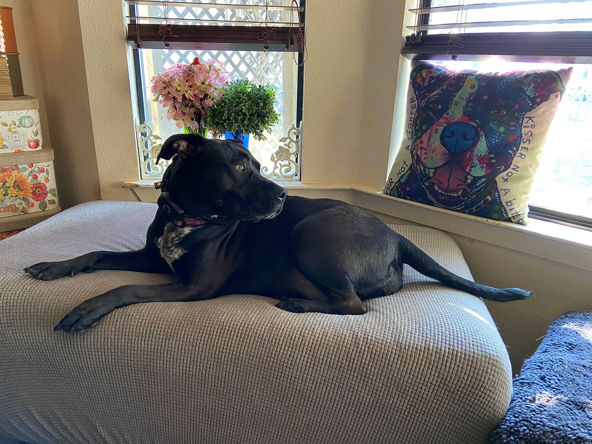 Monkee joined the competition — help win amazing prizes! bedding, carnivore, comfort, companion_dog, couch, dog, dog_breed, fawn, flooring, grey, home, linens, mammal, plant, room, sporting_group, tail, tints_and_shades, window, working_animal
