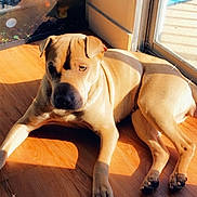 Skai joined the competition — help win amazing prizes! dog, sunlight, wooden_floor, glass_door, fish_tank, indoor, pet, relaxed, brown_dog, shadow, reflection, sparkles, animal, companion, home, daylight, resting, ears, paws, flooring