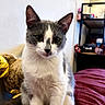 cat, gray_cat, white_cat, pet, animal, portrait, sitting, indoors, bedroom, bed, bedspread, patterned_fabric, upright, whiskers, ears, eyes, nose, fur, string_lights, home_decor
