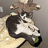 Perle a rejoint le concours — aidez-le/la à gagner de superbes lots ! cat, kitten, black_and_white, sleeping, relaxed, resting, curled_up, animal, pet, plush_toy, reindeer, stuffed_animal, golden_antlers, cat_tree, blanket, indoor, home, cozy, portrait, paw_print