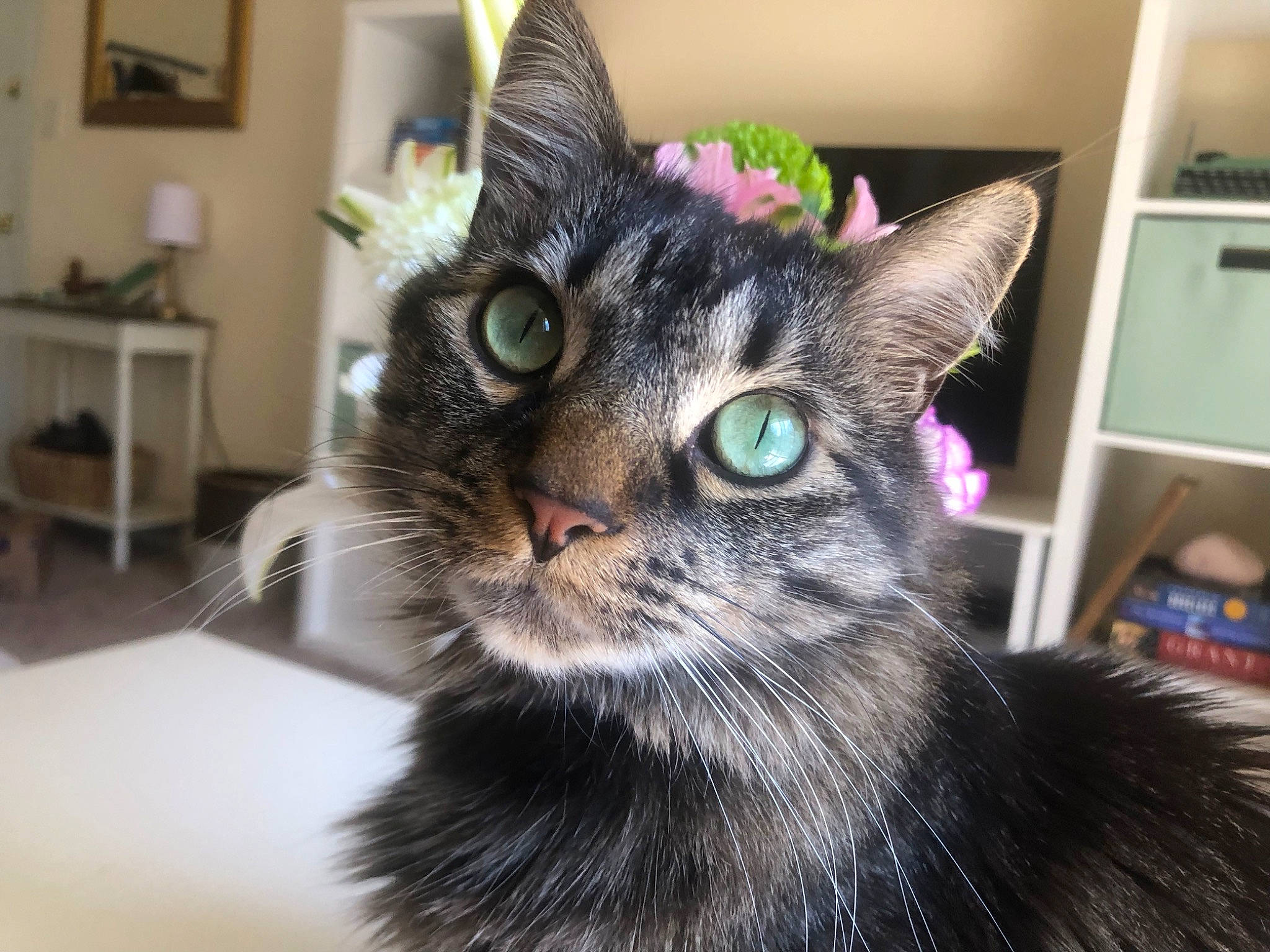 Paddy is registered to the contest to win money with this photo: carnivore, cat, cat_furniture, comfort, domestic_short_haired_cat, door, ear, felidae, fur, houseplant, kitchen_appliance, picture_frame, plant, room, shelf, small_to_medium_sized_cats, snout, tail, whiskers, window