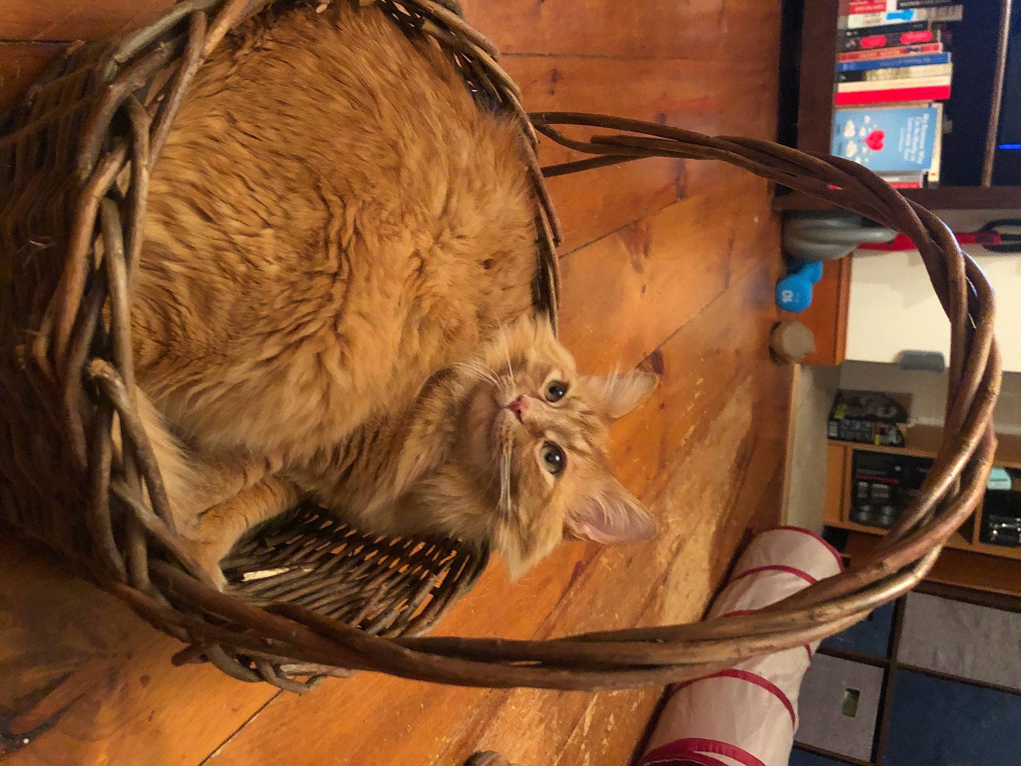 Finnegan is registered to the contest to win money with this photo: bag, basket, cable, carnivore, cat, domestic_short_haired_cat, electrical_supply, electrical_wiring, felidae, flooring, fur, hardwood, metal, personal_protective_equipment, small_to_medium_sized_cats, tail, whiskers, wire, wood, wood_stain