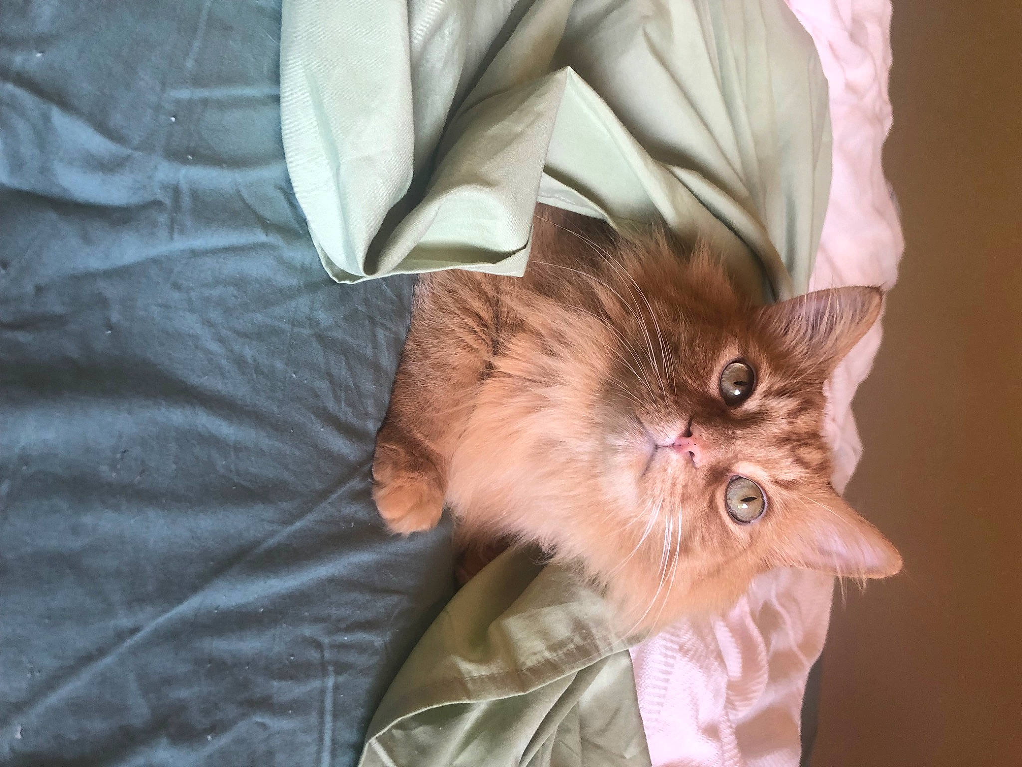 Finnegan joined the competition — help win amazing prizes! carnivore, cat, claw, comfort, domestic_short_haired_cat, ear, fawn, felidae, fur, glasses, paw, peach, sleeve, small_to_medium_sized_cats, tail, whiskers