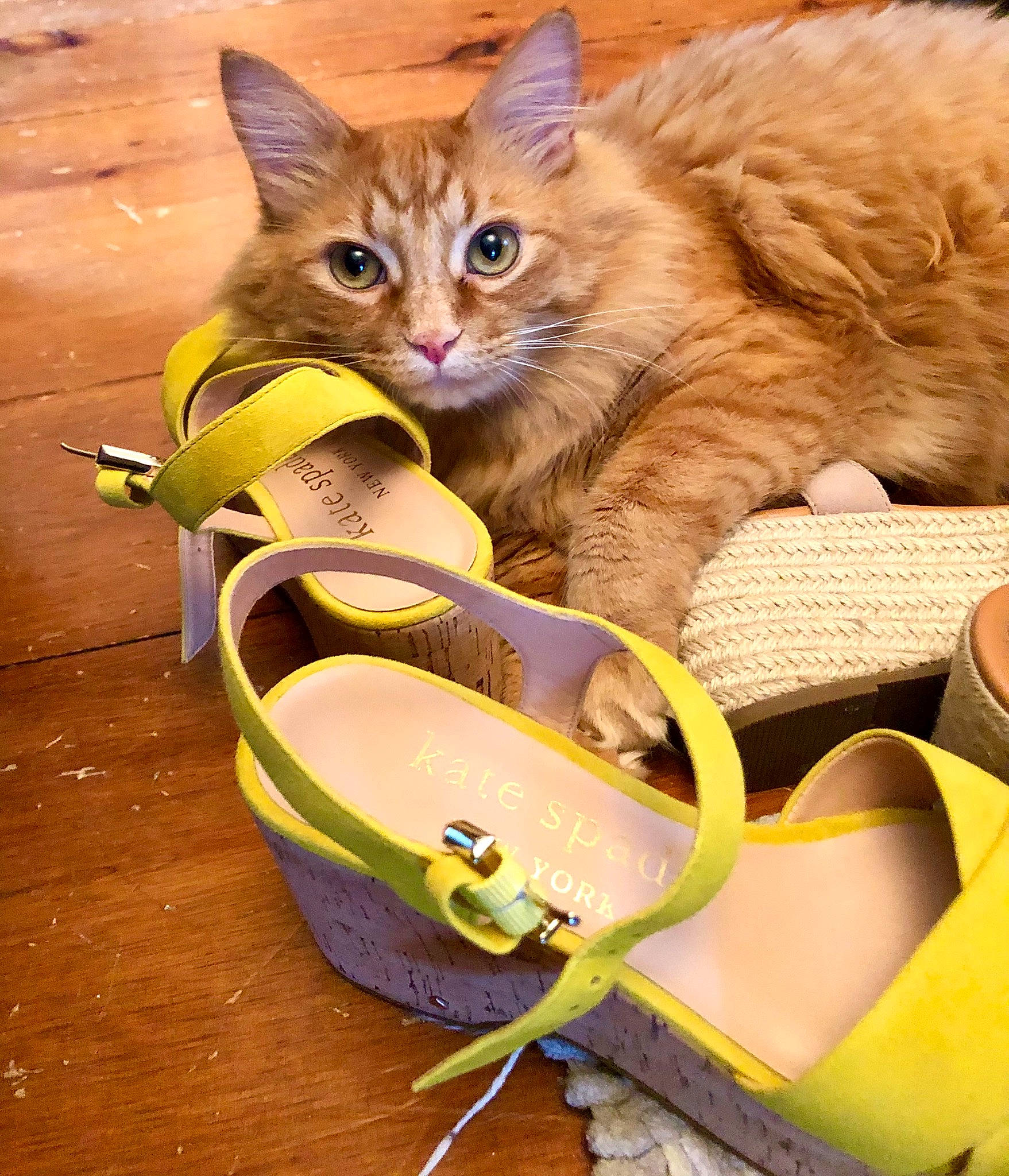 Finnegan joined the competition — help win amazing prizes! bag, boats_and_boating_equipment_and_supplies, box, carnivore, cat, cat_supply, domestic_short_haired_cat, eyewear, fawn, felidae, fur, luggage_and_bags, paw, personal_protective_equipment, pet_supply, sandal, small_to_medium_sized_cats, tail, whiskers, yellow