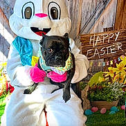 Keebler joined the competition — help win amazing prizes! animal, black_dog, celebration, colorful, costume, cute, decorations, dog, easter, easter_bunny, festive, flowers, green_grass, holiday, indoors, person_in_costume, pet, sign, spring, wooden_wall