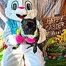 animal, black_dog, celebration, colorful, costume, cute, decorations, dog, easter, easter_bunny, festive, flowers, green_grass, holiday, indoors, person_in_costume, pet, sign, spring, wooden_wall