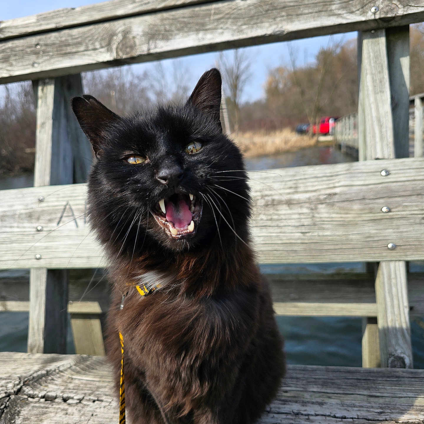 Boo is registered to the contest to win money with this photo: animal, architecture, blackcat, bodypart, building, car, cat, hardwood, house, manx, mouth, person, pet, pier, plywood, transportation, vehicle, water, waterfront, wood