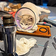 Lucky participe au concours pour gagner de l'argent avec cette photo : blurred_background, cat, close_up, cloth, cone, cotton_swab, domestic, feline, focus, gray_surface, hammer, indoor, knife, pet, protective_cone, resting, screwdriver, table, tools, wooden_tray