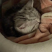 Mya a rejoint le concours — aidez-le/la à gagner de superbes lots ! kitten, sleeping, bed, blanket, cozy, fur, animal, pet, resting, cute, soft, warm, domestic, comfort, closeup, feline, young, snug, indoor, peaceful