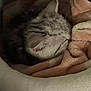 kitten, sleeping, bed, blanket, cozy, fur, animal, pet, resting, cute, soft, warm, domestic, comfort, closeup, feline, young, snug, indoor, peaceful