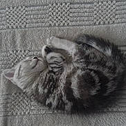 Mya a rejoint le concours — aidez-le/la à gagner de superbes lots ! animal, blanket, cat, cozy, curled_up, cute, feline, fur, indoor, kitten, nap, peaceful, pet, resting, sleeping, small, soft, striped, tabby, young