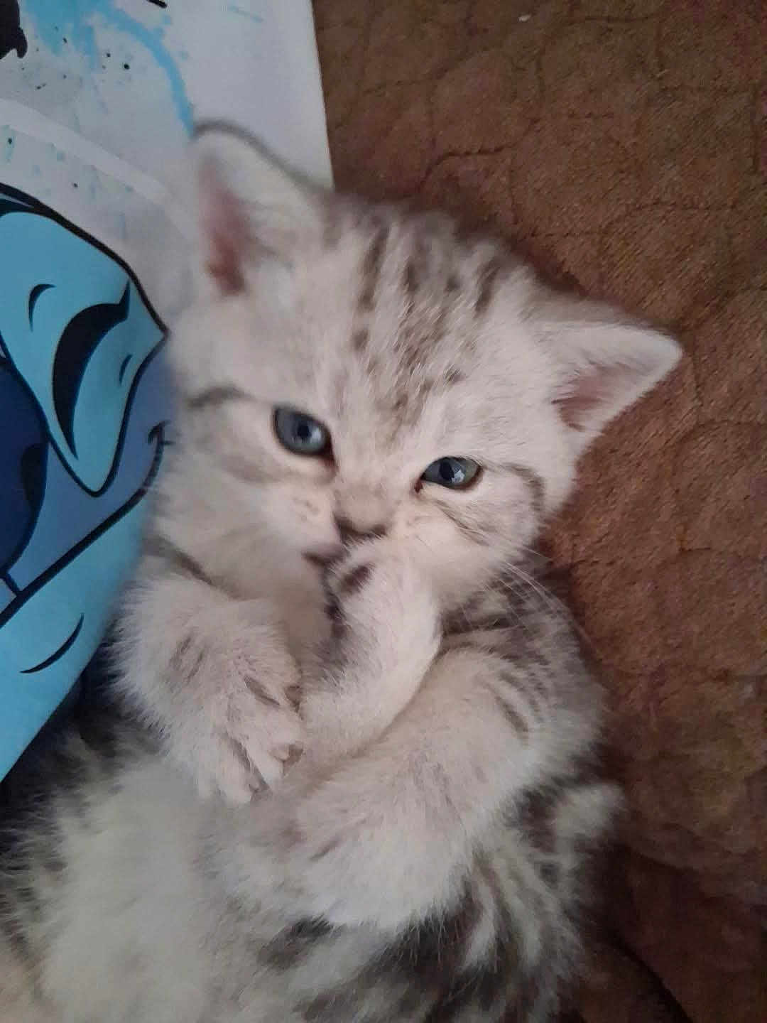 Mya participe au concours pour gagner de l'argent avec cette photo : kitten, cat, paw, blue_eyes, fur, cute, pet, animal, lying_down, close_up, indoor, soft, whiskers, gray, white, playful, resting, young, feline, adorable