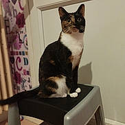 Violette participe au concours pour gagner de l'argent avec cette photo : abyssinian, animal, armchair, barstool, cat, chair, closet, cupboard, desk, diningtable, drawer, furniture, hardwood, kitten, manx, pet, plywood, siamese, table, wood
