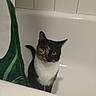 Violette a rejoint le concours — aidez-le/la à gagner de superbes lots ! abyssinian, animal, bathing, bathtub, cat, indoors, kitten, manx, person, pet, sink, tap, tub