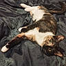Violette participe au concours pour gagner de l'argent avec cette photo : abyssinian, animal, art, bed, blanket, brasssection, cat, chair, couch, furniture, horn, kitten, manx, musicalinstrument, painting, person, pet, quilt, siamese, sleeping