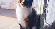Violette participe au concours pour gagner de l'argent avec cette photo : abyssinian, animal, cat, curtain, homedecor, kitten, manx, pet, siamese, window, windowshade, windowsill