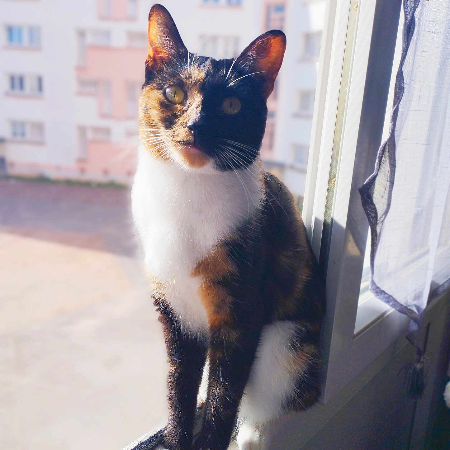 Violette