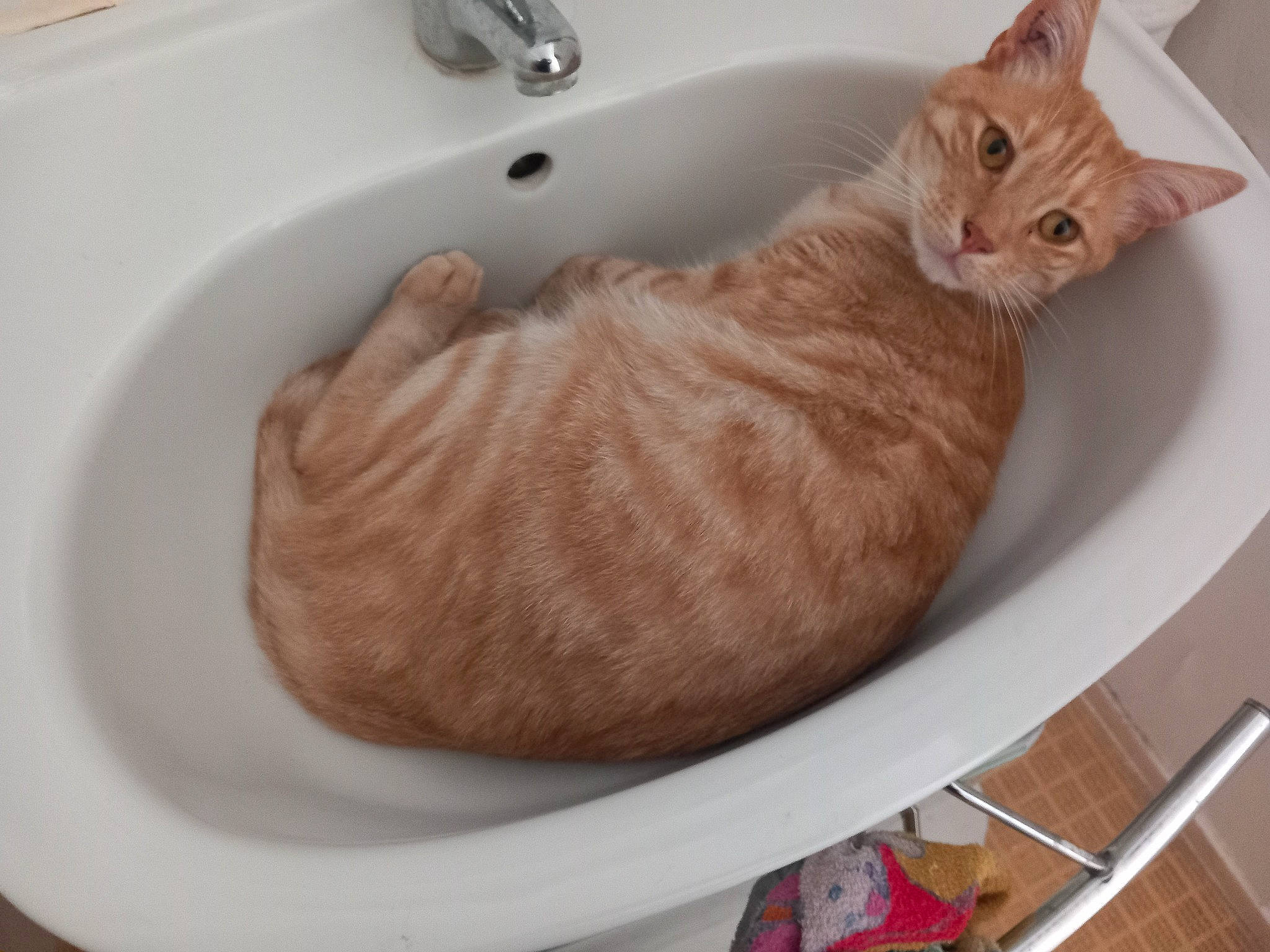 Winnie a rejoint le concours — aidez-le/la à gagner de superbes lots ! bathroom, carnivore, cat, cat_bed, cat_supply, chair, comfort, domestic_short_haired_cat, felidae, fur, kitchen_utensil, pet_supply, plumbing, plumbing_fixture, sink, small_to_medium_sized_cats, tail, tap, whiskers, wood