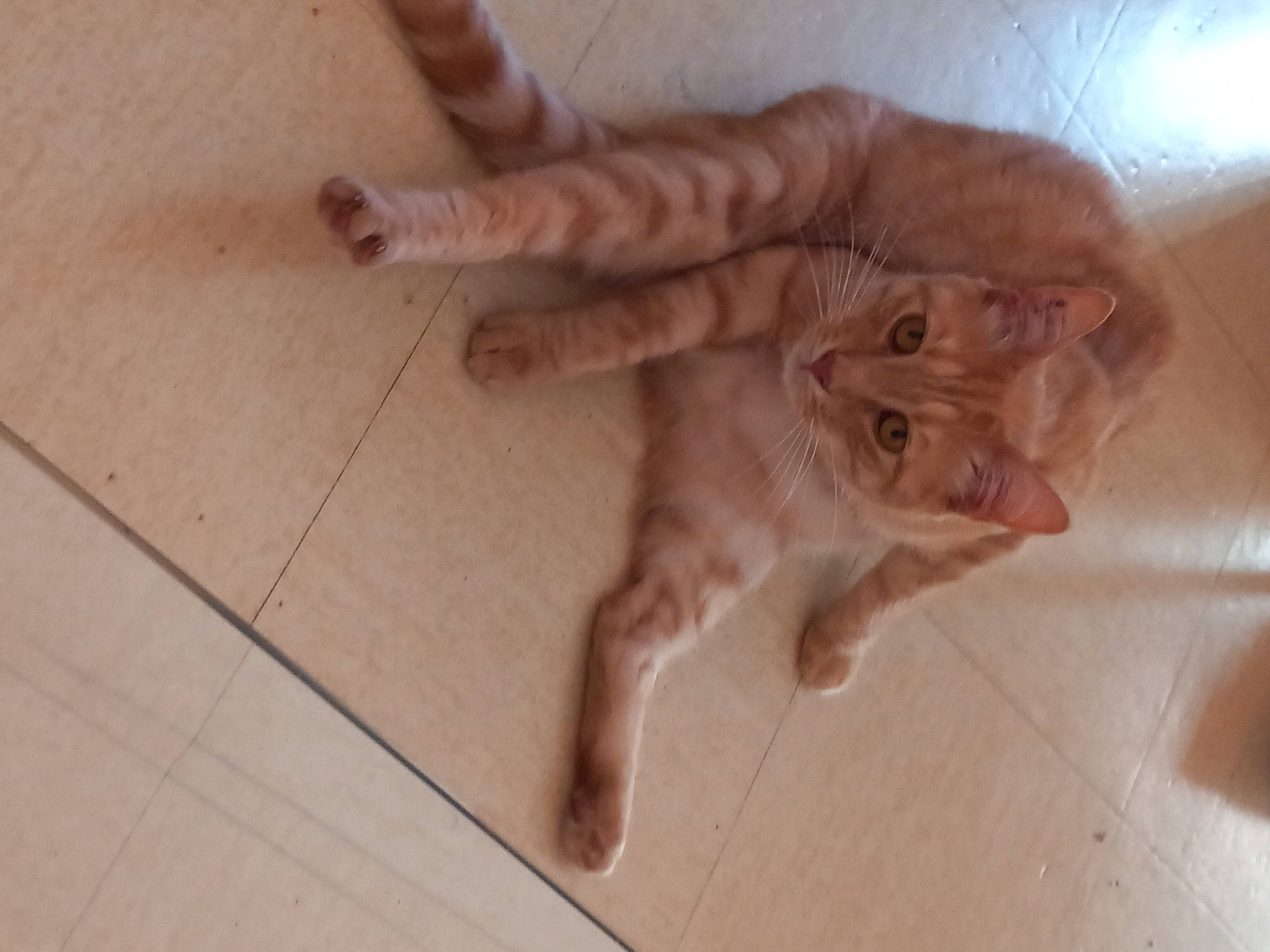 Winnie participe au concours pour gagner de l'argent avec cette photo : canidae, carnivore, cat, cat_toy, claw, domestic_short_haired_cat, fawn, felidae, flooring, fur, hardwood, liver, paw, small_to_medium_sized_cats, snout, tail, terrestrial_animal, tile_flooring, whiskers, wood