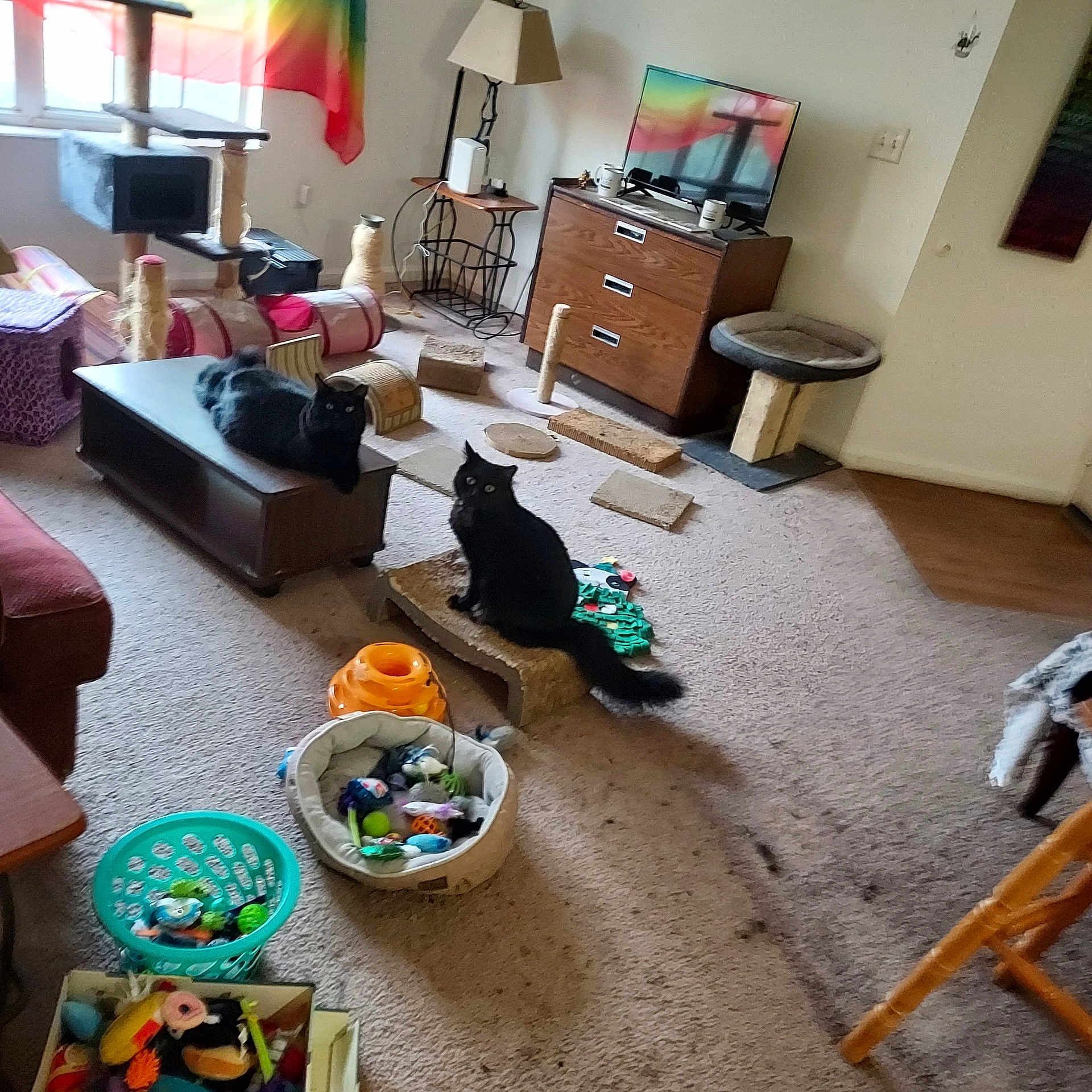 Salem And Popo joined the competition — help win amazing prizes! animal, architecture, building, cabinet, cat, computerhardware, couch, electronics, furniture, hardware, homedecor, indoors, interiordesign, livingroom, monitor, pet, room, screen, table, tv