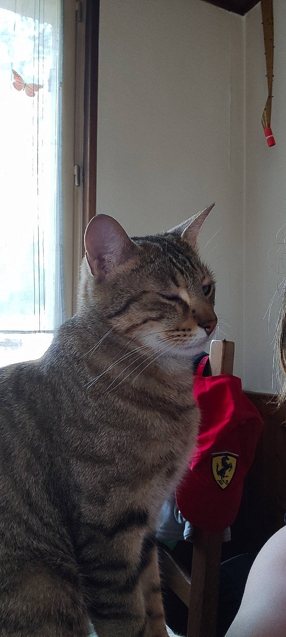 Choupi a rejoint le concours — aidez-le/la à gagner de superbes lots ! carnivore, cat, curtain, domestic_short_haired_cat, felidae, fur, grey, paw, sitting, small_to_medium_sized_cats, snout, tail, terrestrial_animal, whiskers, window, wood