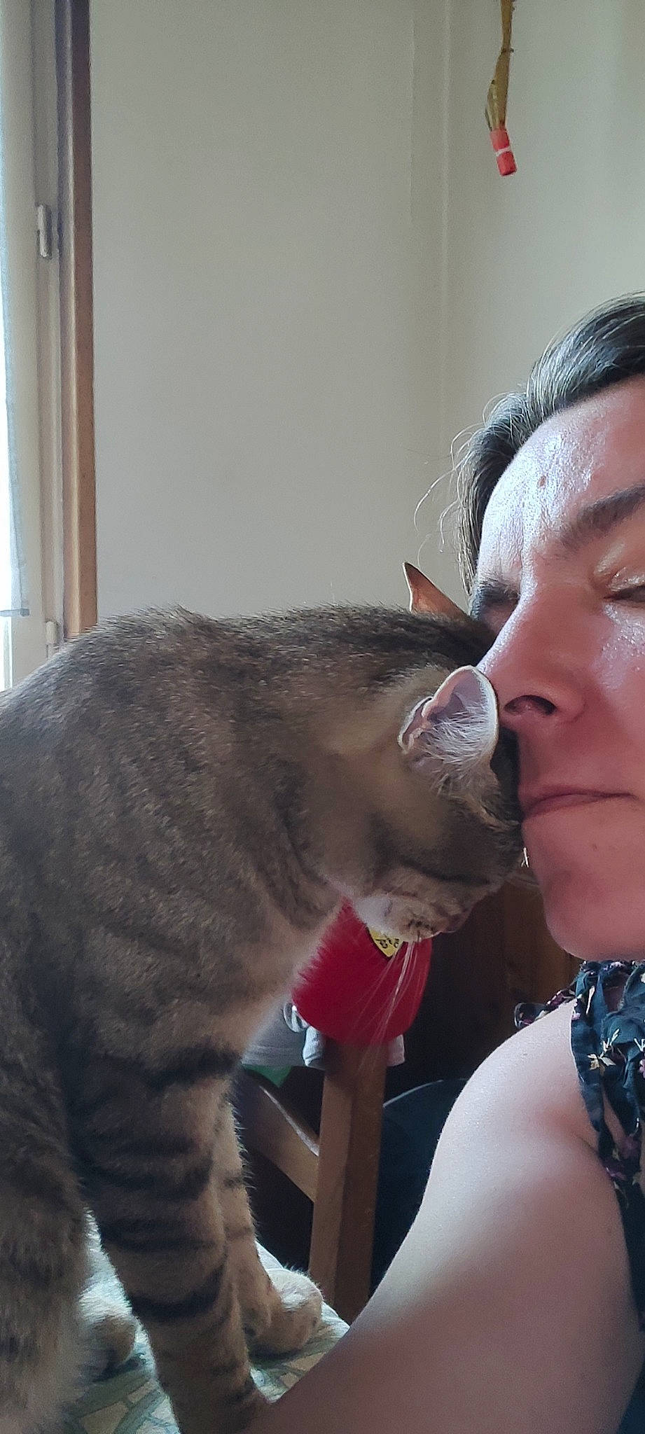 Choupi participe au concours pour gagner de l'argent avec cette photo : beard, carnivore, cat, comfort, domestic_short_haired_cat, ear, eyelash, facial_hair, fawn, felidae, fur, gesture, happy, jaw, mouth, paw, small_to_medium_sized_cats, snout, whiskers, window