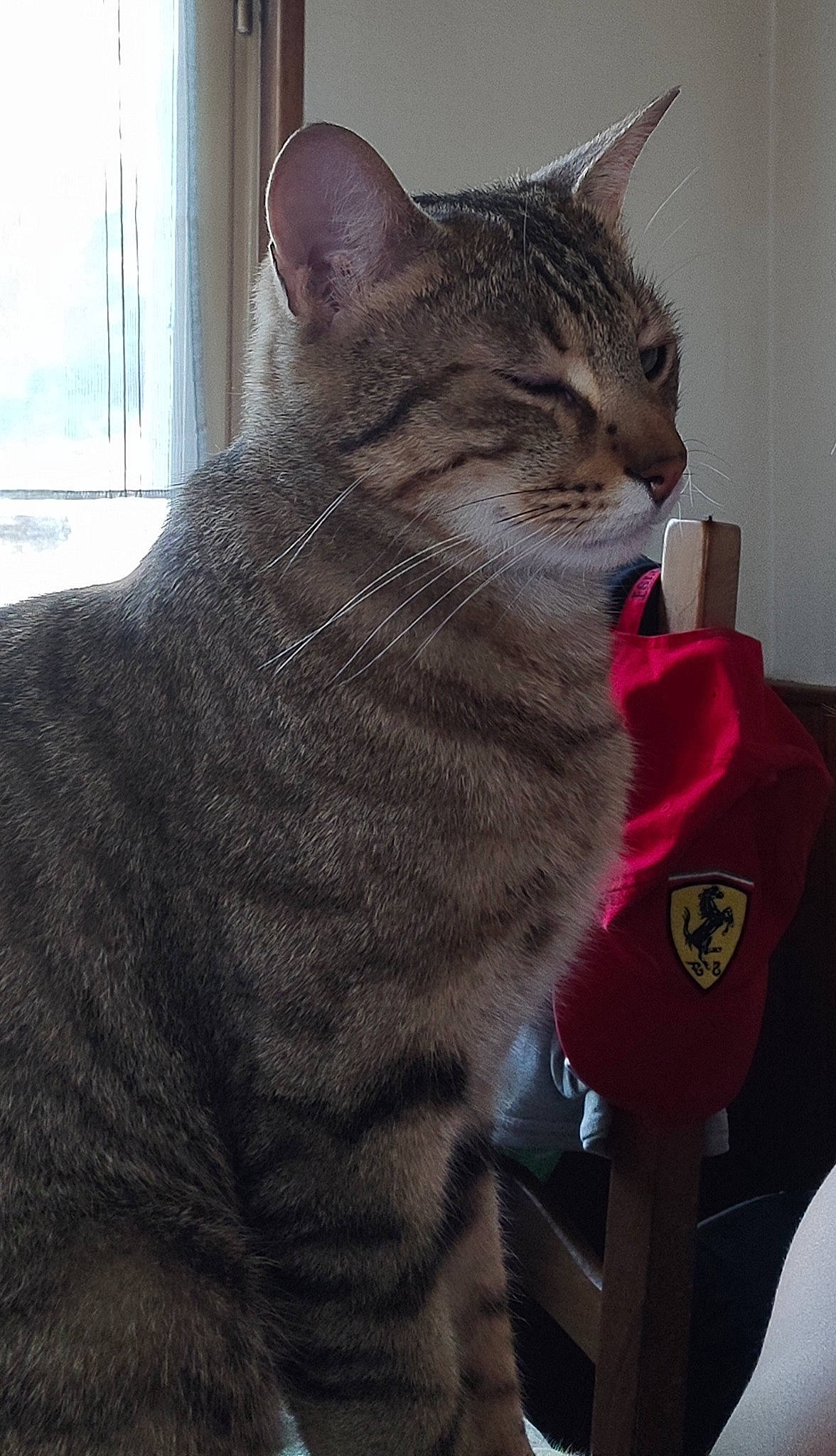 Choupi participe au concours pour gagner de l'argent avec cette photo : carnivore, cat, claw, curtain, domestic_short_haired_cat, felidae, fur, grey, paw, sitting, small_to_medium_sized_cats, snout, tail, terrestrial_animal, whiskers, window