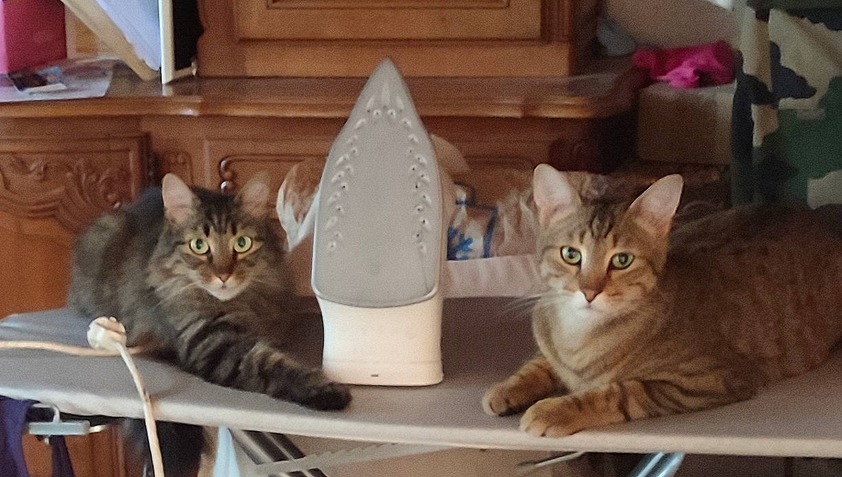 Choupi a rejoint le concours — aidez-le/la à gagner de superbes lots ! box, carnivore, cat, cat_furniture, cat_supply, comfort, domestic_short_haired_cat, fawn, felidae, fur, hardwood, mammal, paw, pet_supply, small_to_medium_sized_cats, tail, vertebrate, whiskers, wood