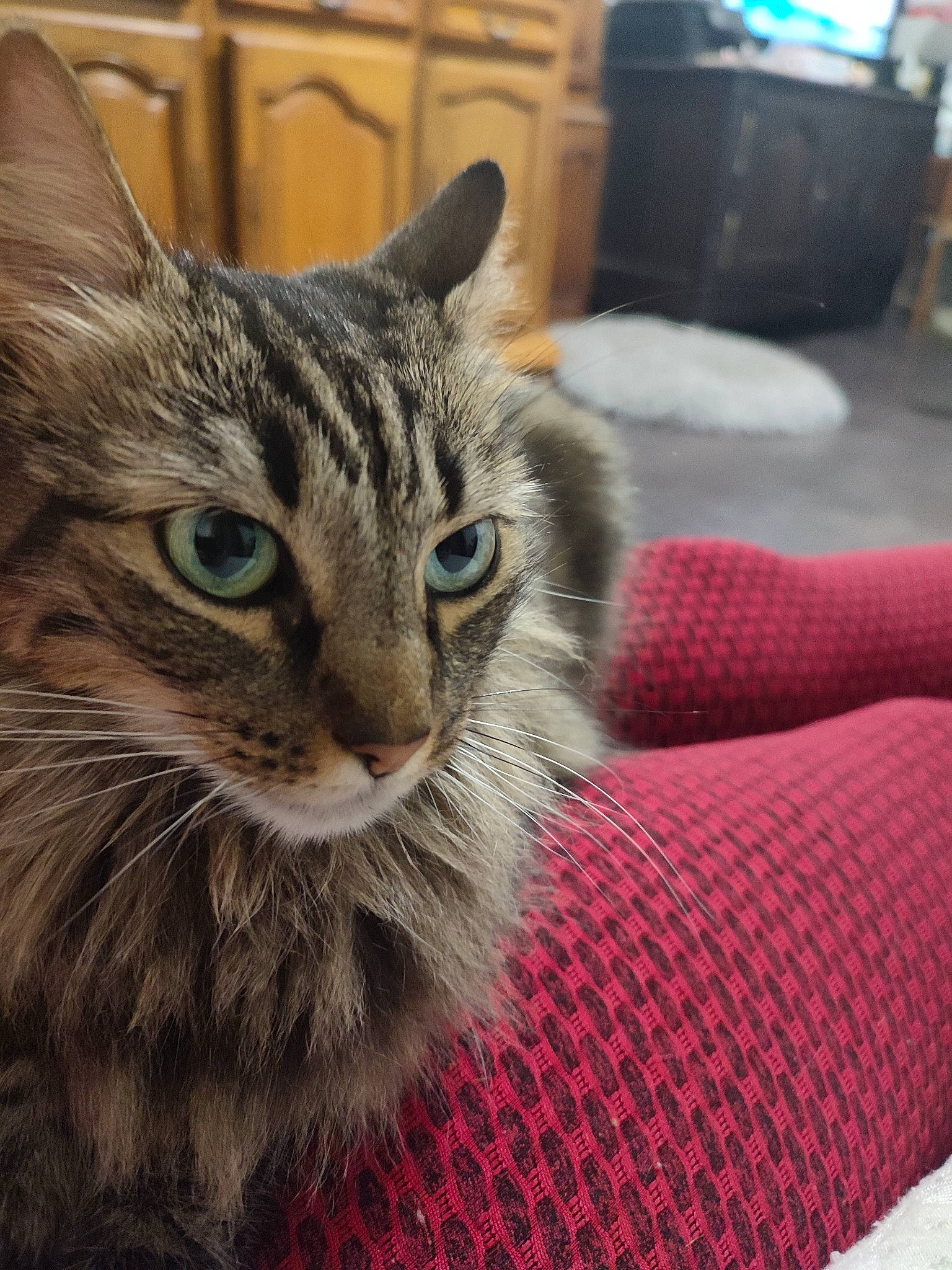 Chouquette participe au concours pour gagner de l'argent avec cette photo : cabinetry, carnivore, cat, claw, comfort, domestic_short_haired_cat, door, felidae, flooring, fur, paw, small_to_medium_sized_cats, snout, whiskers, window