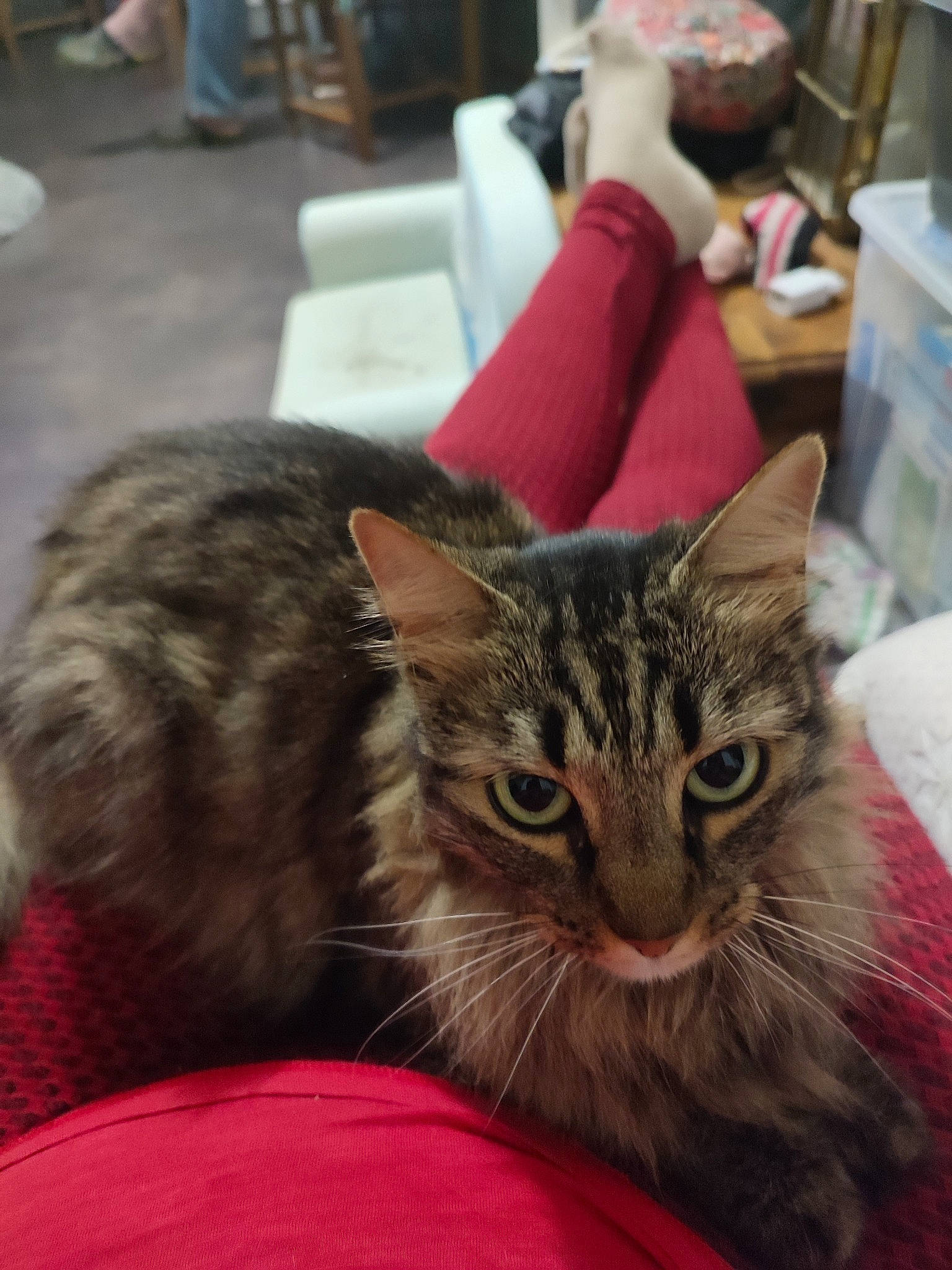 Chouquette a rejoint le concours — aidez-le/la à gagner de superbes lots ! box, carnivore, cat, claw, comfort, domestic_short_haired_cat, felidae, fur, paw, small_to_medium_sized_cats, snout, whiskers