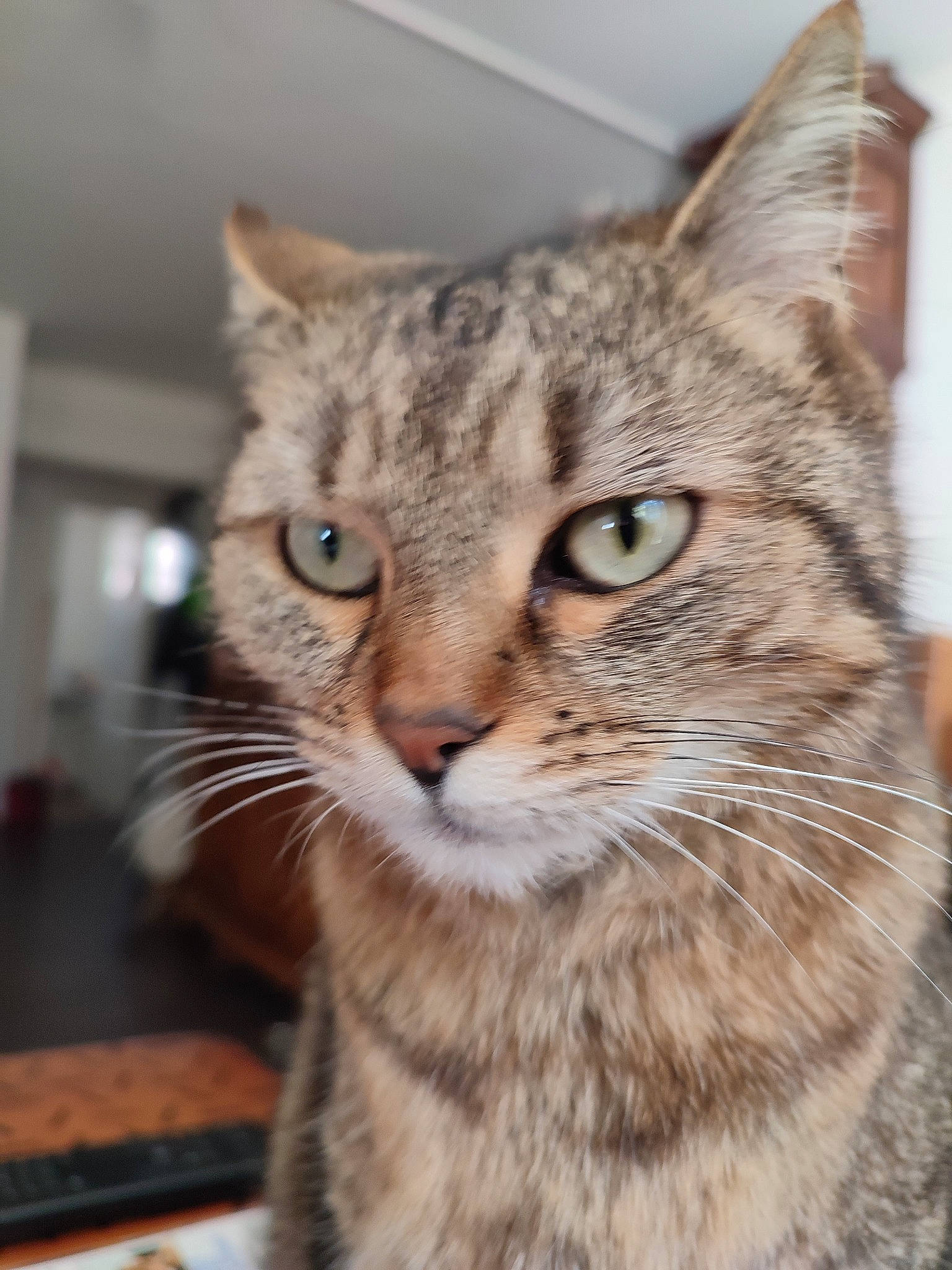 Kalina a rejoint le concours — aidez-le/la à gagner de superbes lots ! carnivore, cat, domestic_short_haired_cat, eye, felidae, fur, head, small_to_medium_sized_cats, snout, terrestrial_animal, tree, whiskers, wildlife, window