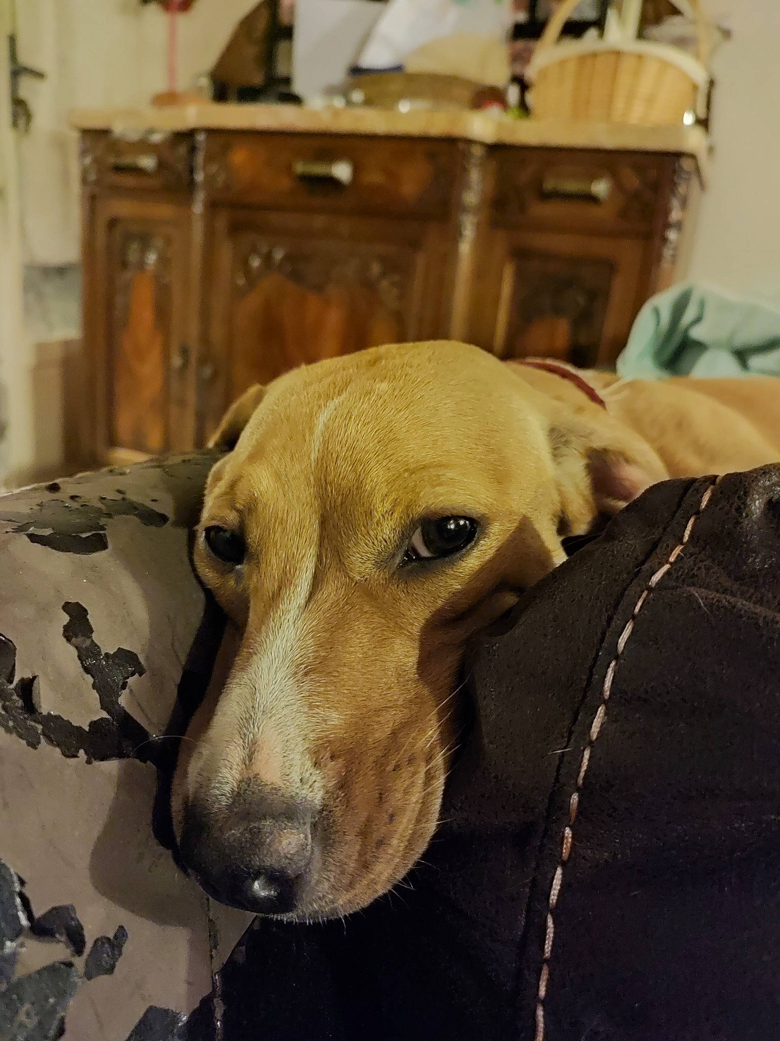 July a rejoint le concours — aidez-le/la à gagner de superbes lots ! cabinetry, carnivore, chair, chest_of_drawers, comfort, companion_dog, desk, dog, dog_breed, drawer, fawn, flooring, furniture, hardwood, metal, sighthound, table, whiskers, wood, working_animal