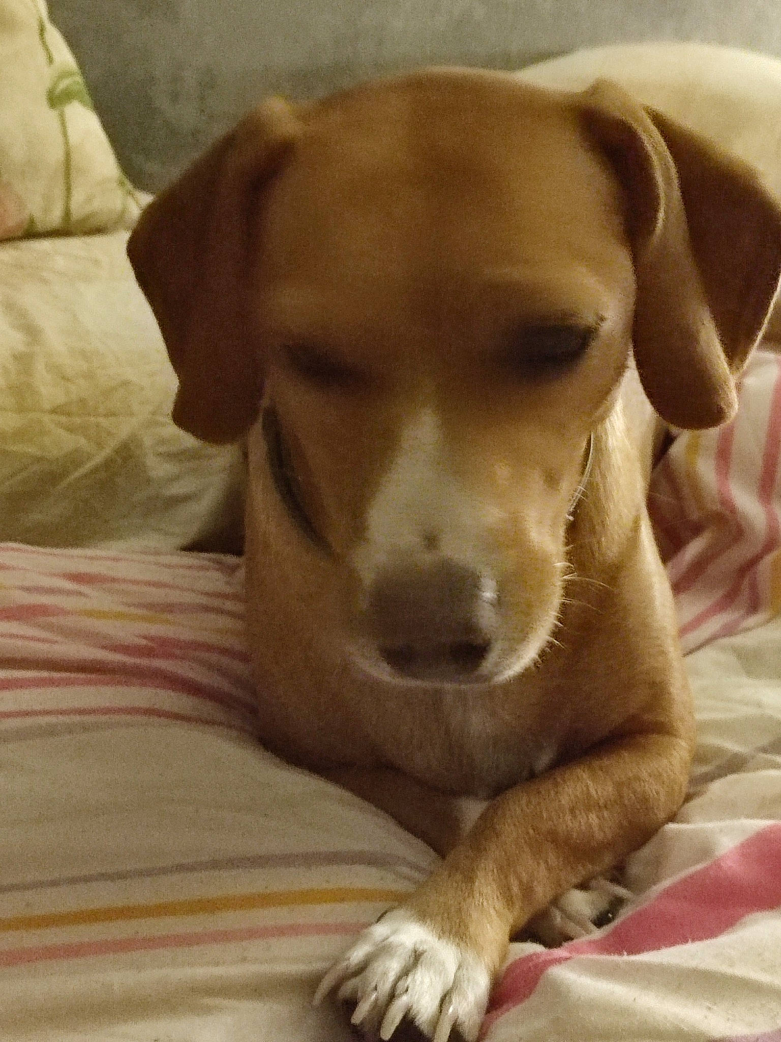 July participe au concours pour gagner de l'argent avec cette photo : canidae, carnivore, comfort, companion_dog, dog, dog_breed, ear, fawn, liver, mammal, pet_supply, pointing_breed, retriever, snout, sporting_group, terrestrial_animal, vertebrate, whiskers, wood, working_animal