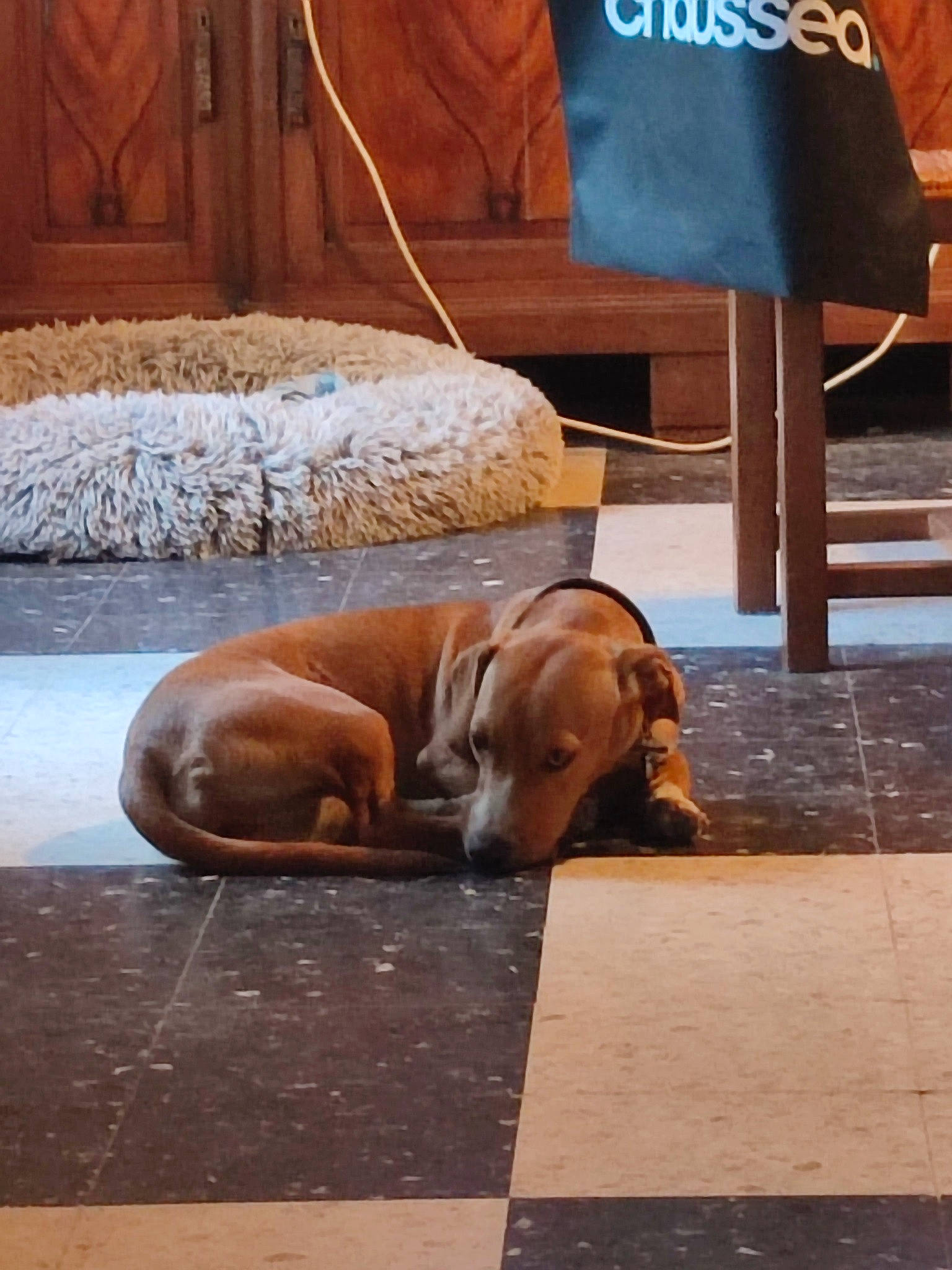 July participe au concours pour gagner de l'argent avec cette photo : brown, canidae, carnivore, comfort, companion_dog, dog, dog_breed, fawn, floor, flooring, fur, gun_dog, hardwood, hound, liver, scent_hound, sporting_group, wood, working_animal