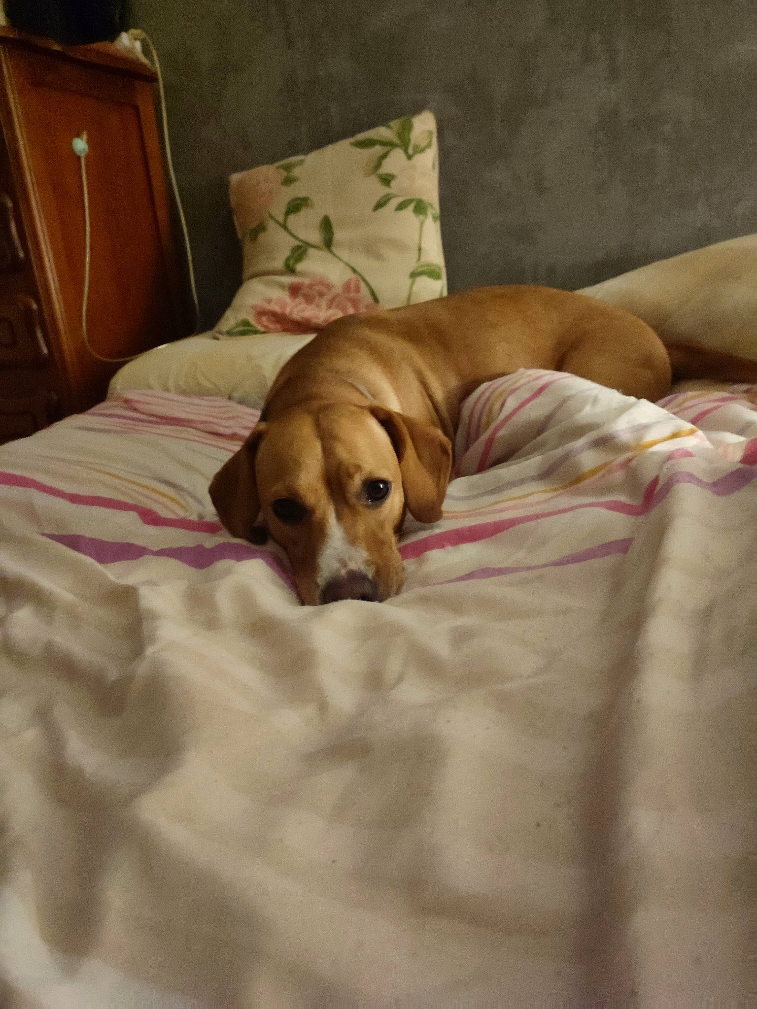 July participe au concours pour gagner de l'argent avec cette photo : bed, bed_sheet, bedding, brown, canidae, carnivore, comfort, companion_dog, dog, dog_breed, duvet, fawn, flooring, hardwood, linens, room, sporting_group, terrestrial_animal, wood, working_animal